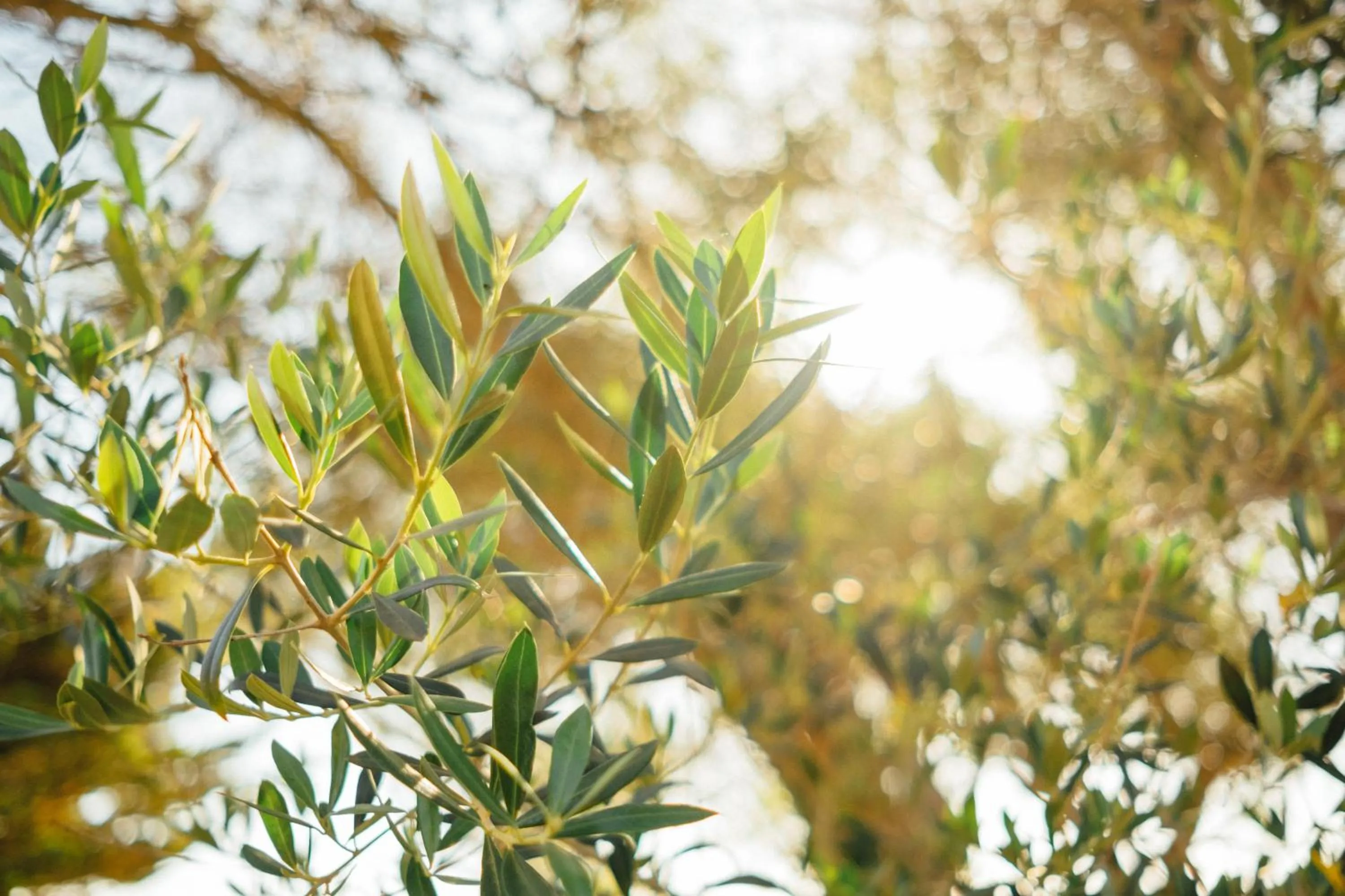 Garden in Hotel Rural Sant Ignasi