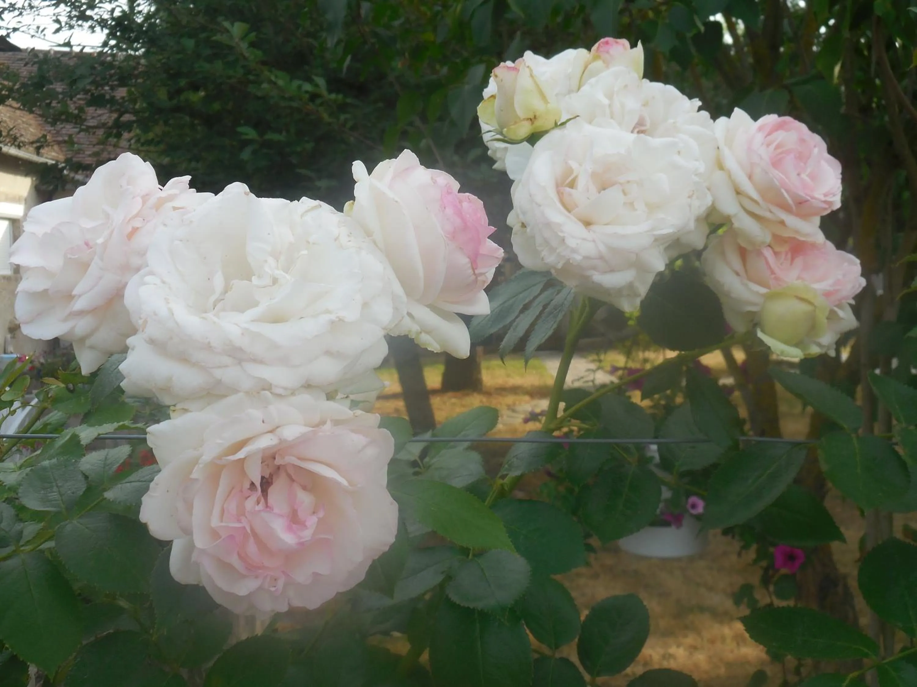 Summer in Les rouches