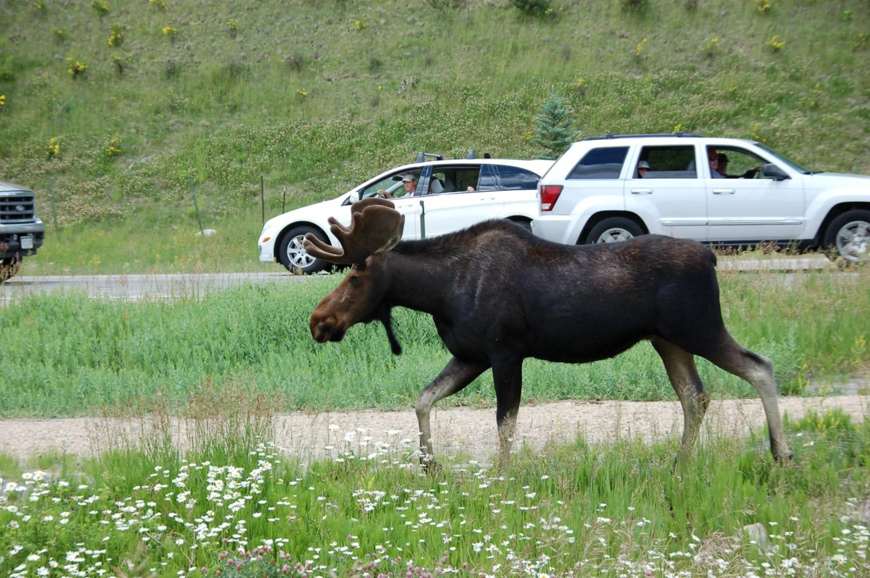 Animals in Gateway Inn