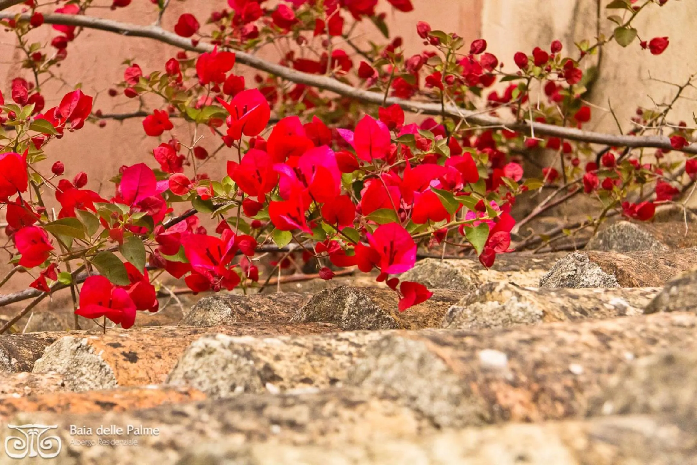 Garden in Baia Delle Palme Beach