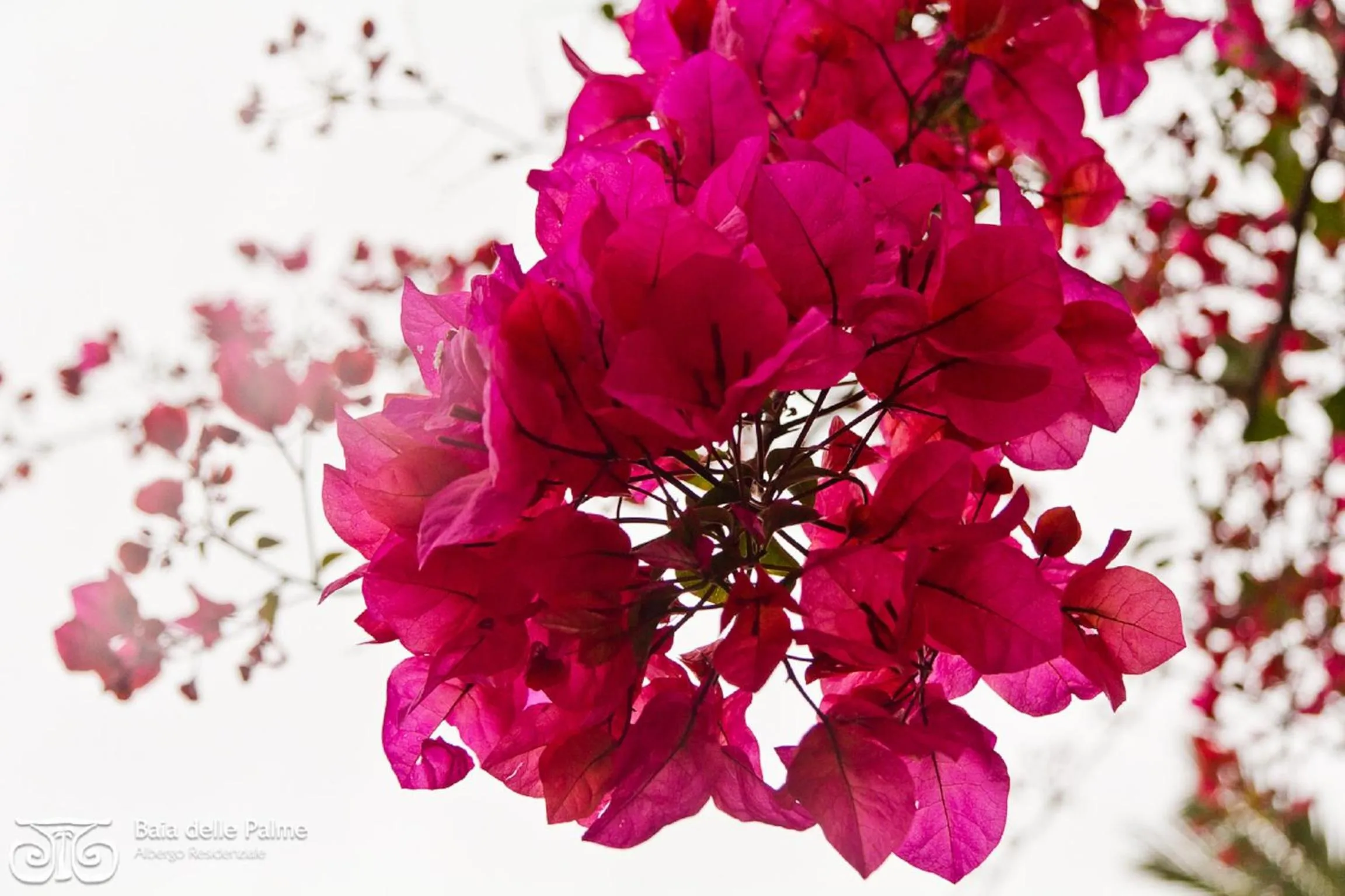 Garden in Baia Delle Palme Beach