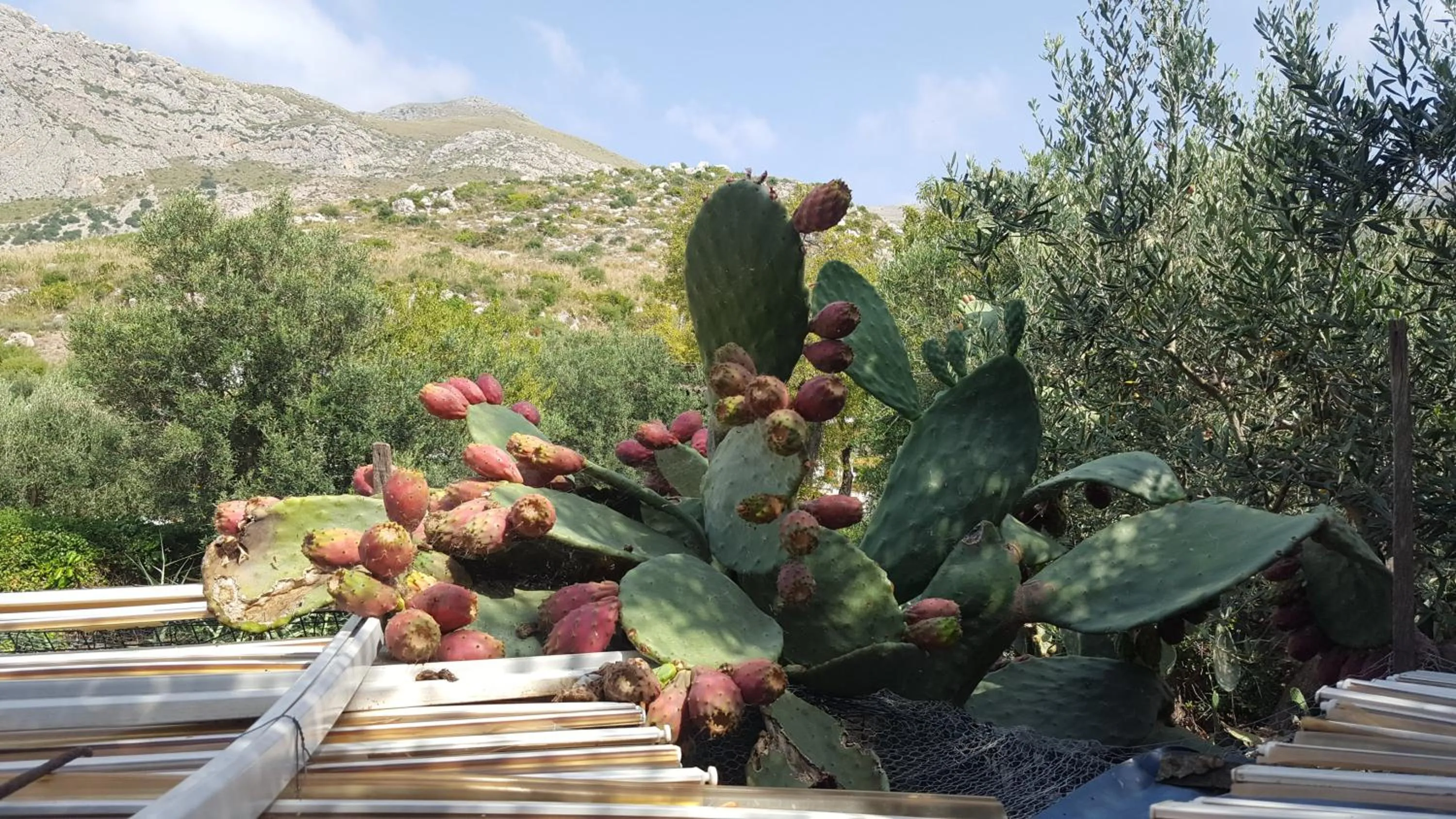 Garden in Raggio di Sole Bed & Breakfast