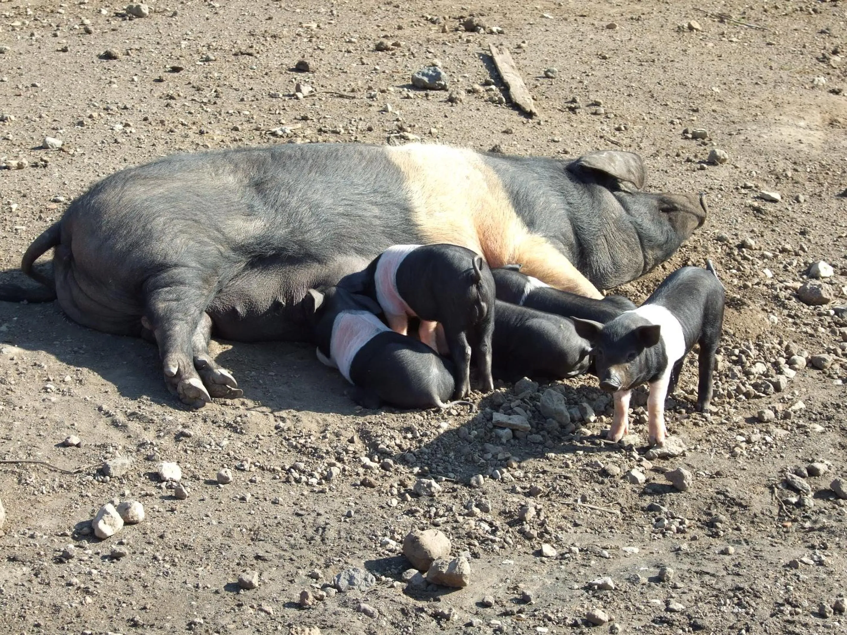Animals in Agriturismo Il Marrugio