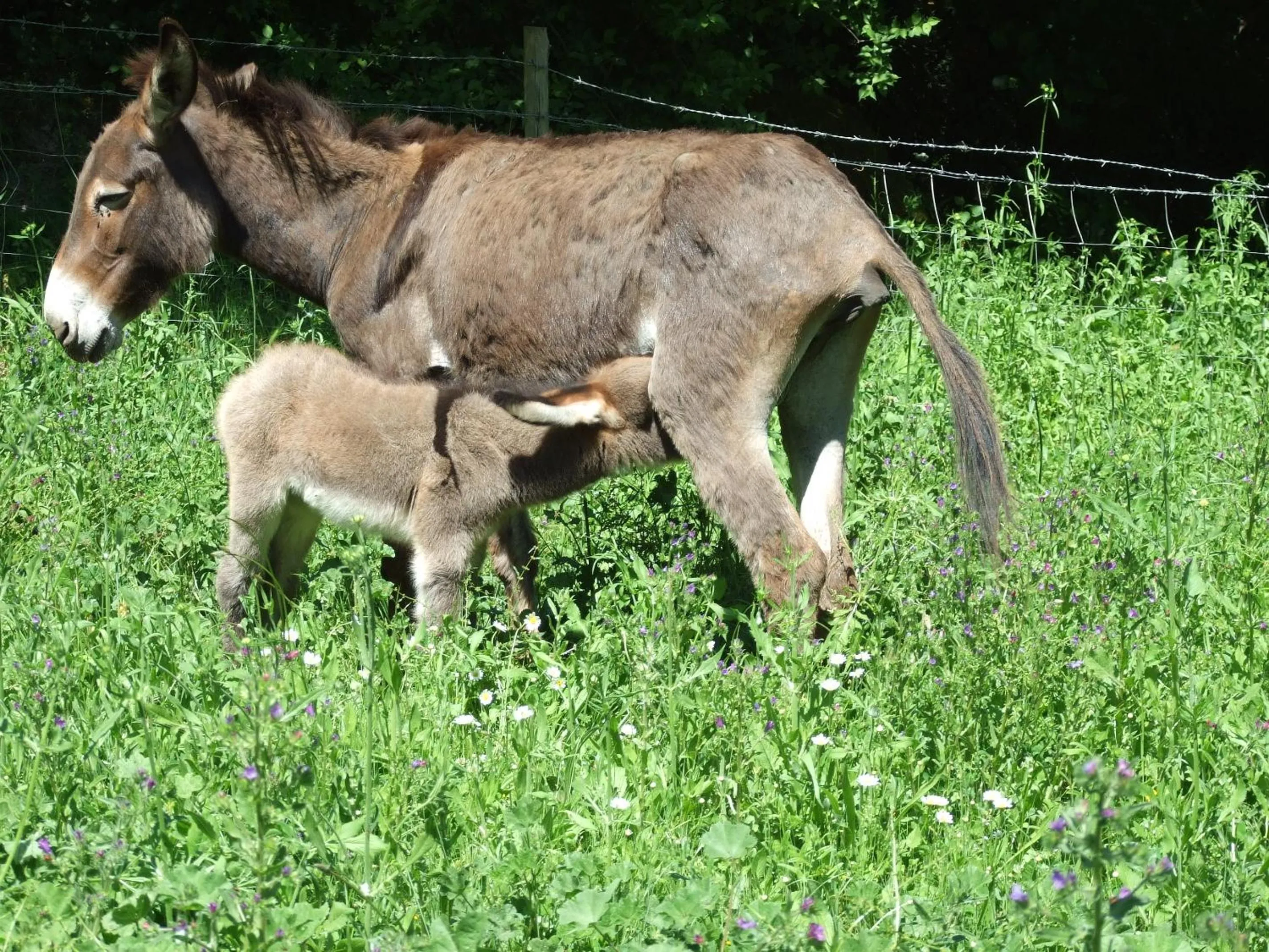 Animals in Agriturismo Il Marrugio