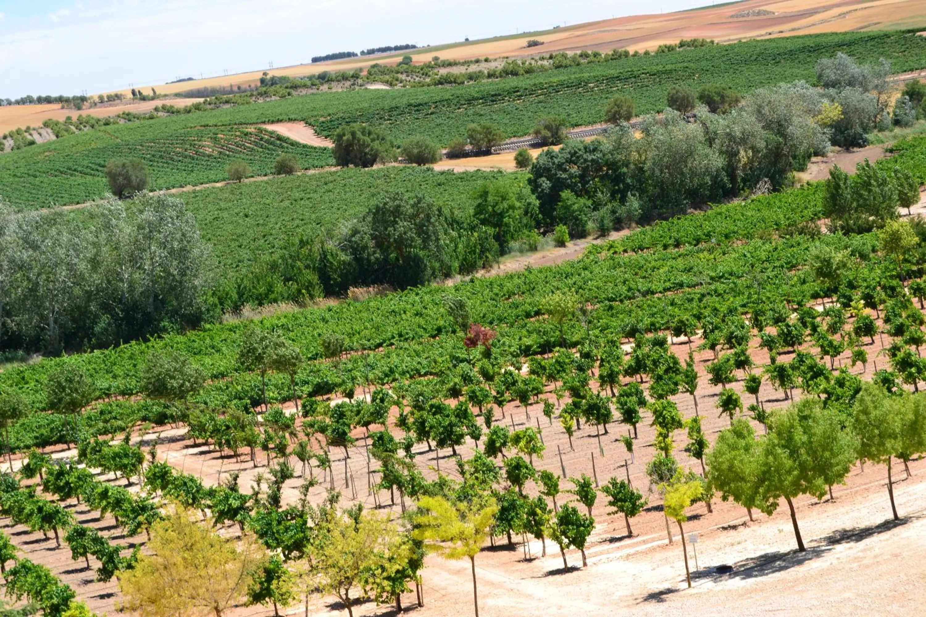 Property building in Complejo Enoturístico Finca La Estacada