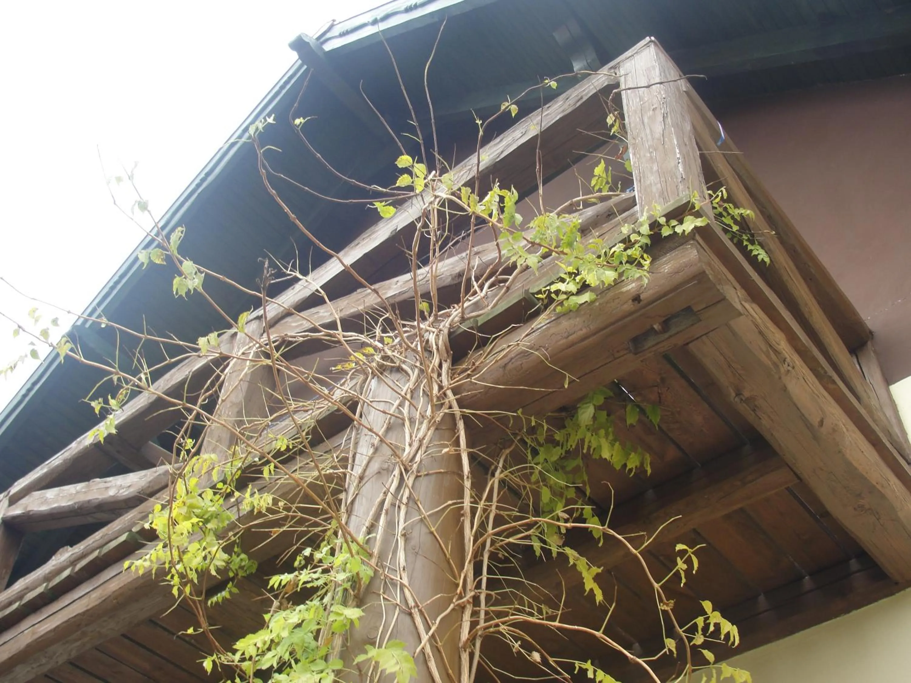 Pokoje i domki Saraceńska Chata