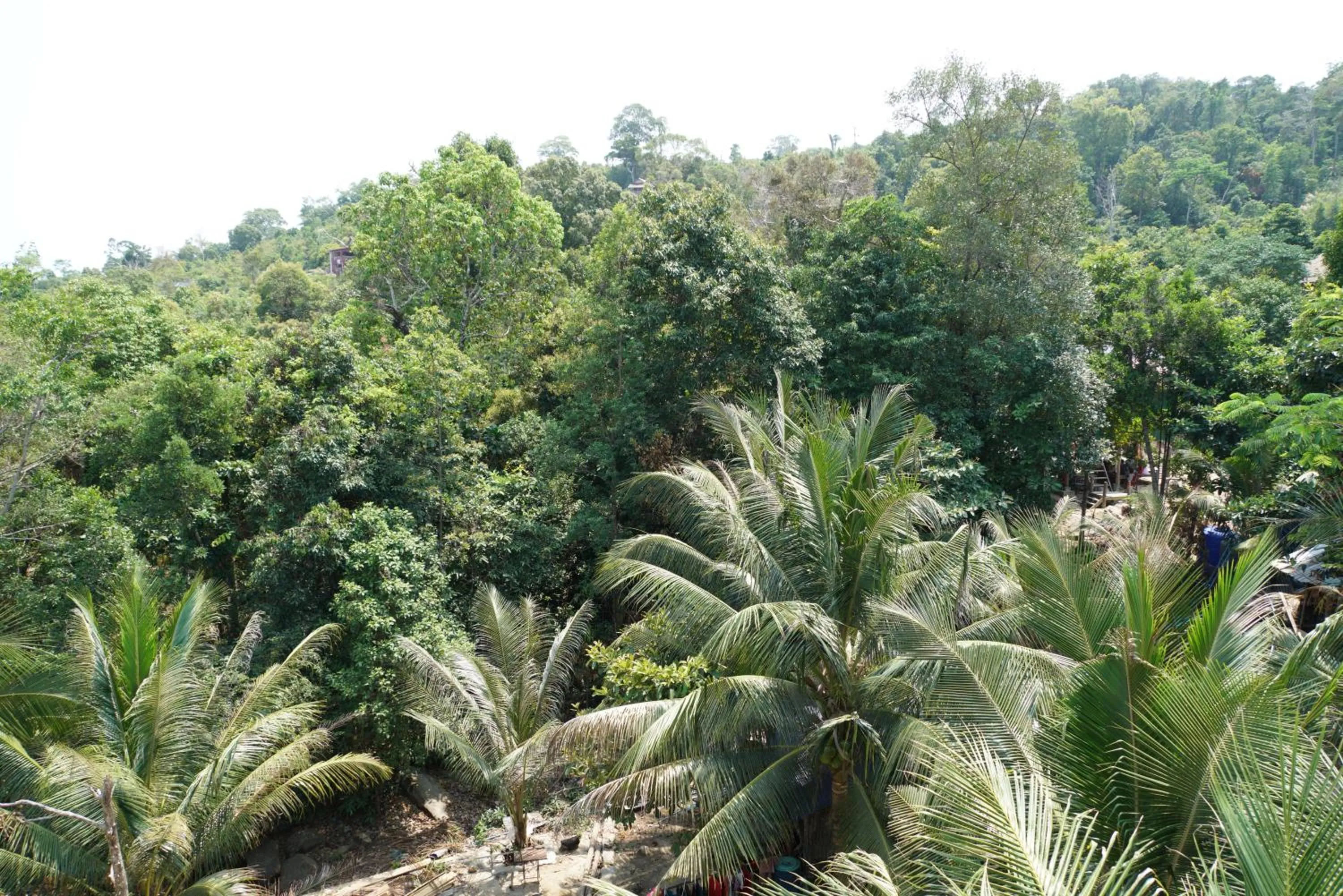 Garden view in Sok Heng Guesthouse