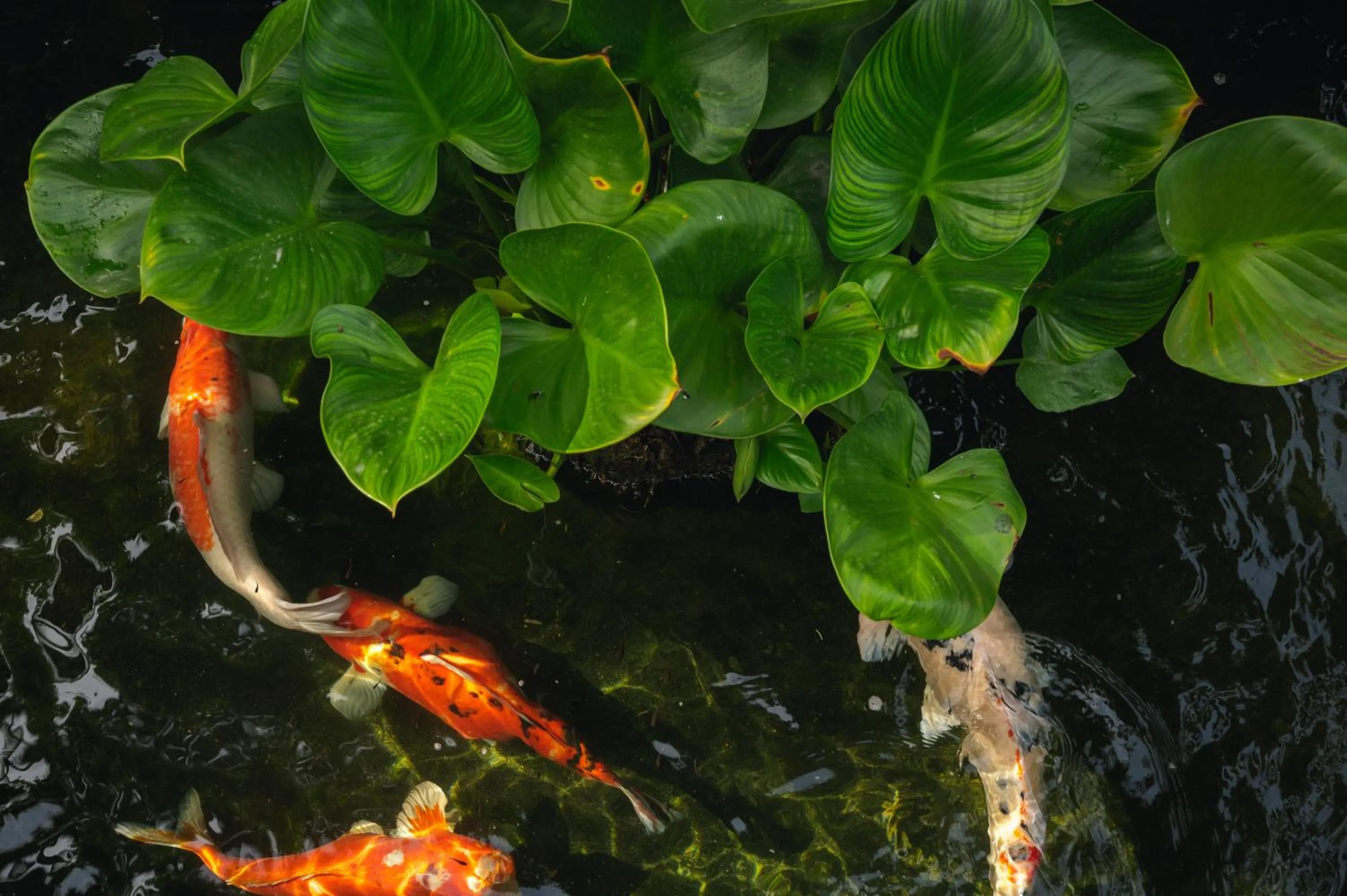 Lobby or reception in Buri Rasa Village Samui Adults Only