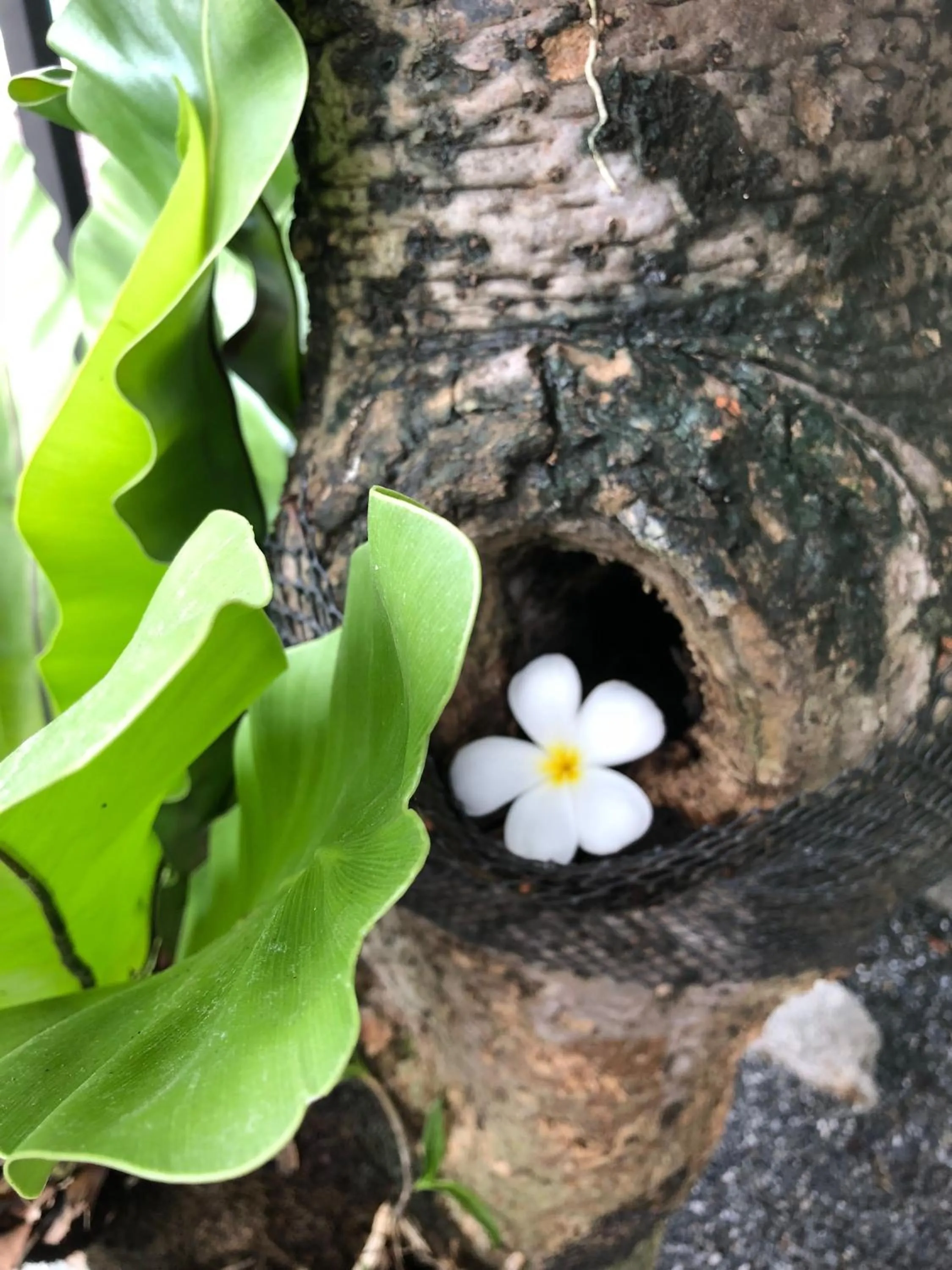 Garden in Paragon Inn