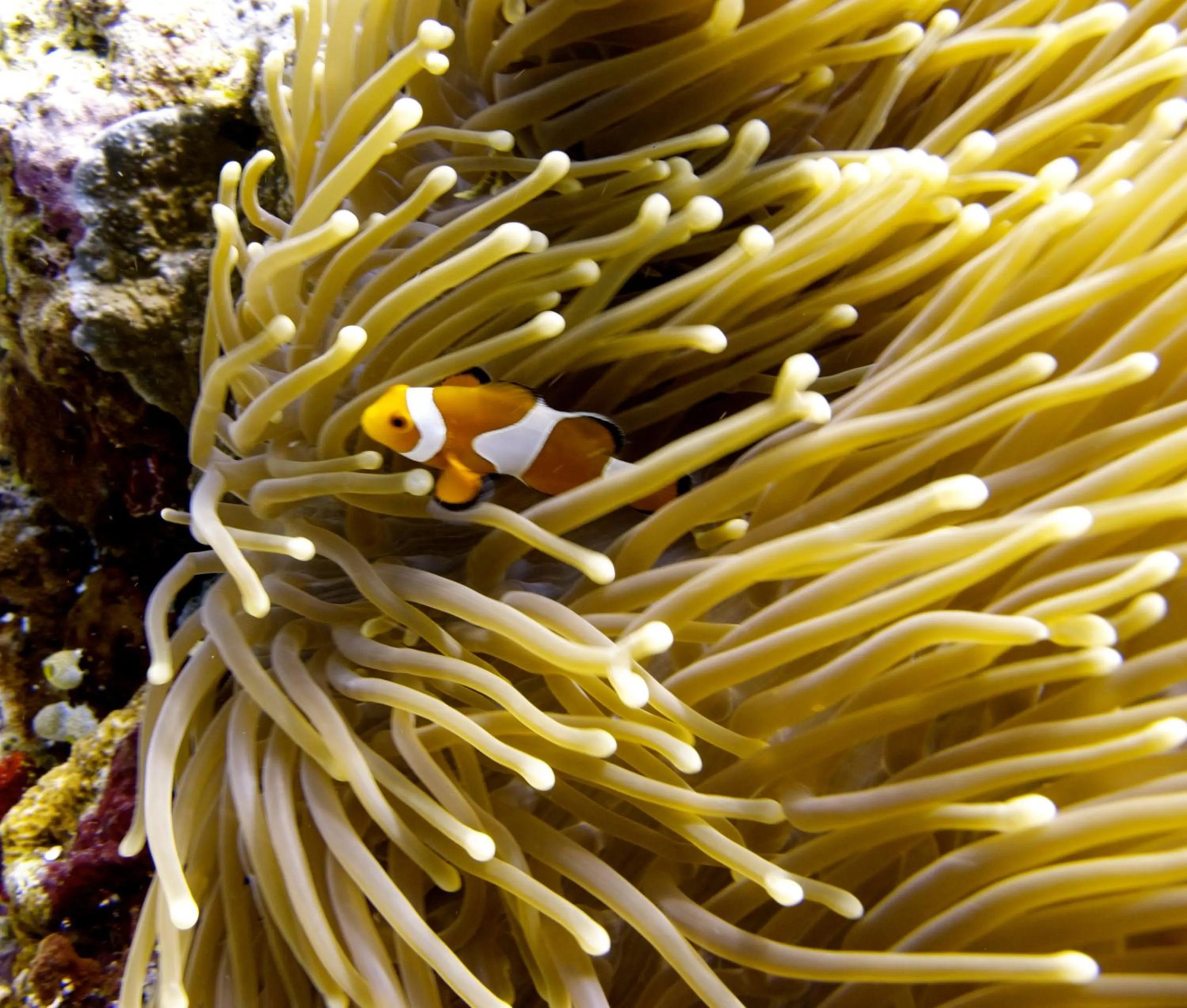 Diving in Breathe Villa Meno