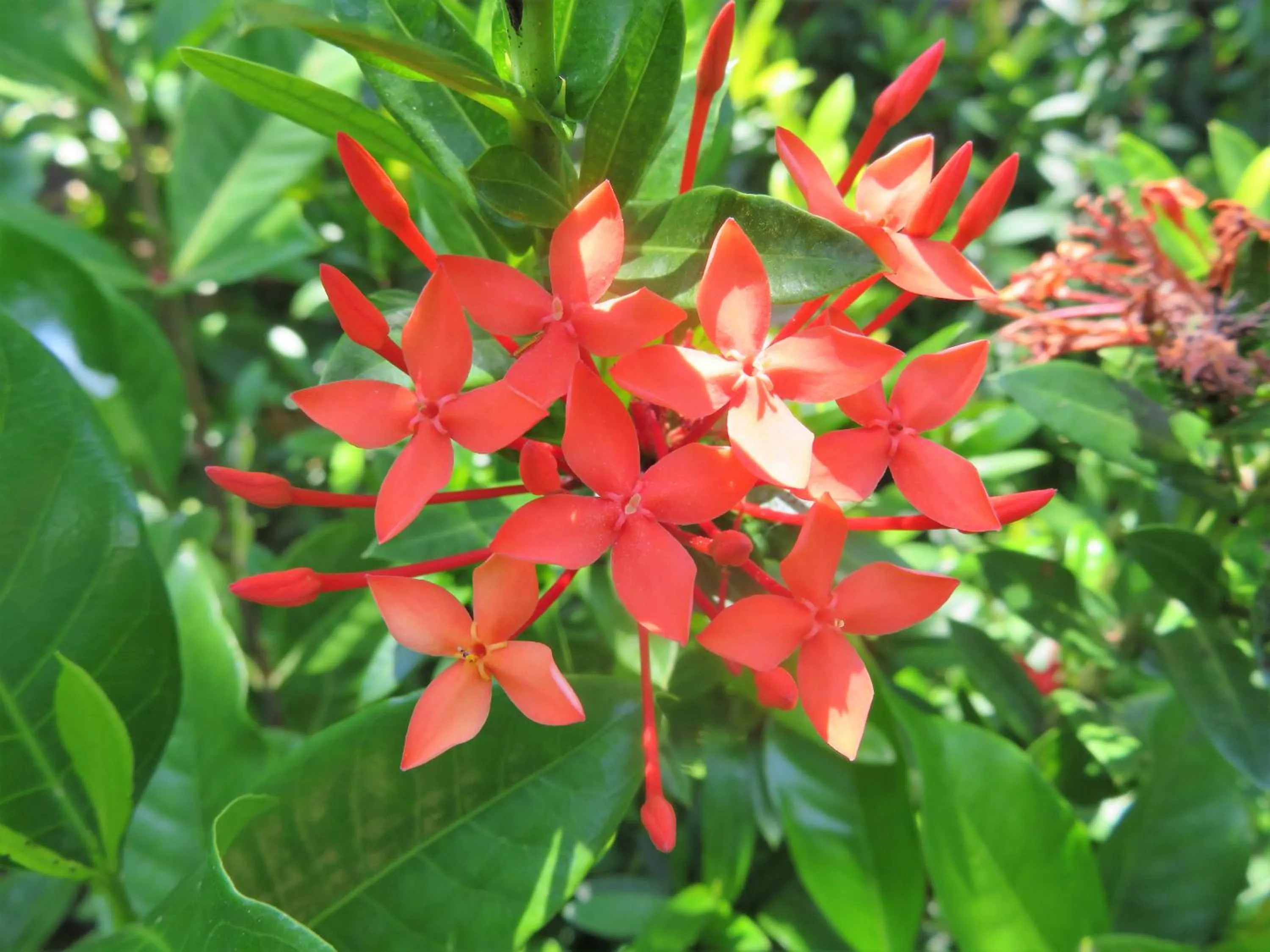 Garden in Breathe Villa Meno