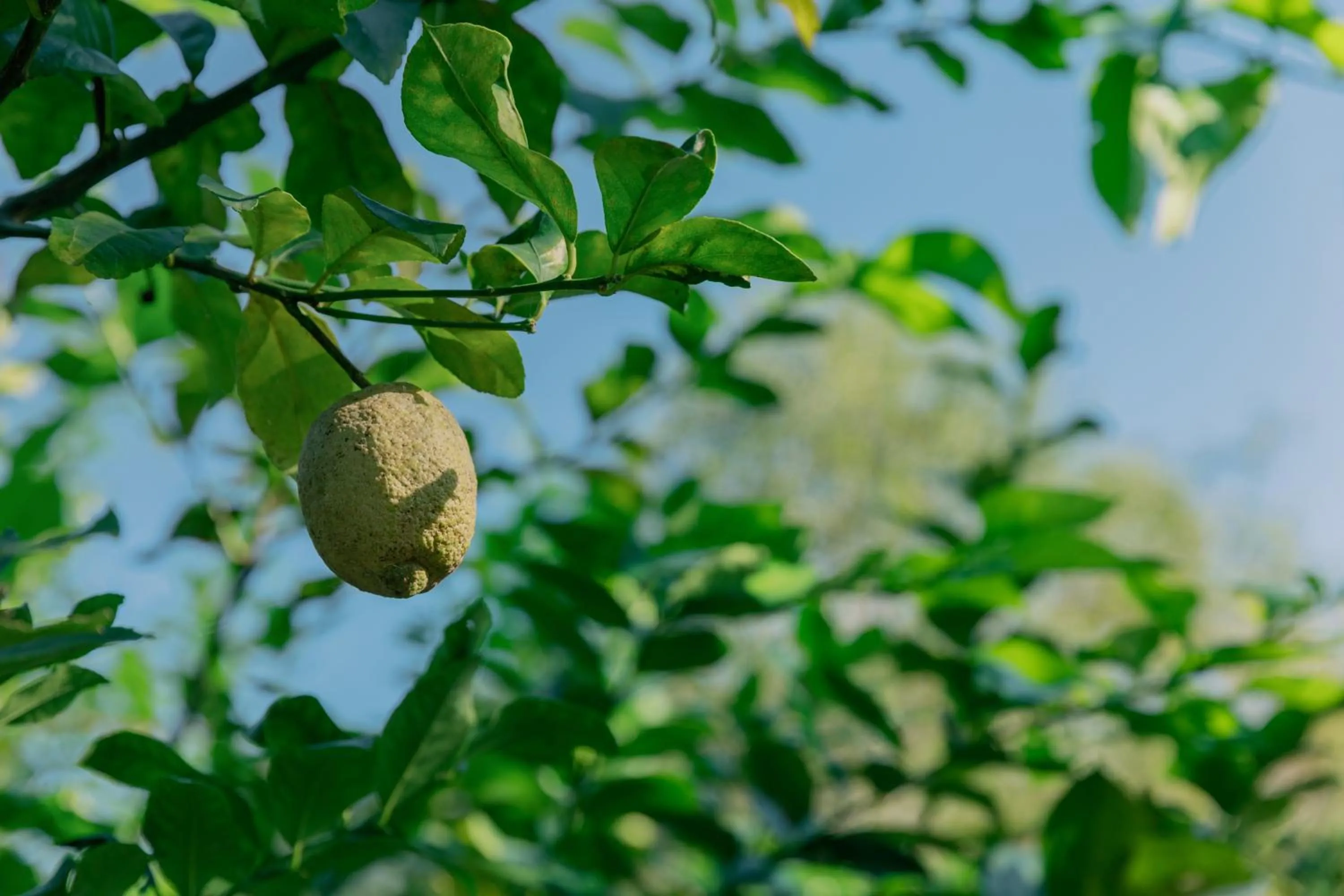 Natural landscape in Green Forest Villa