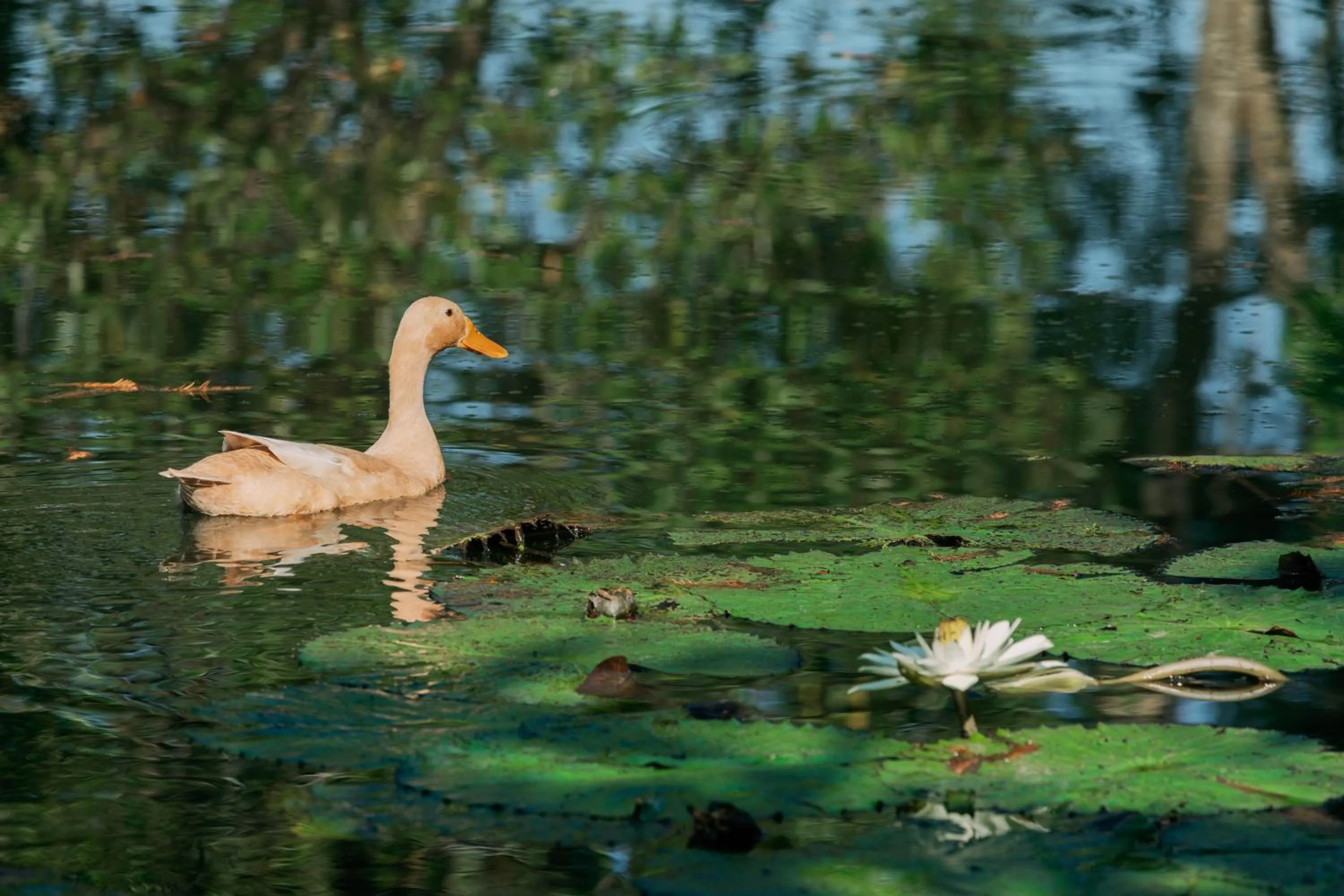 Natural landscape in Green Forest Villa
