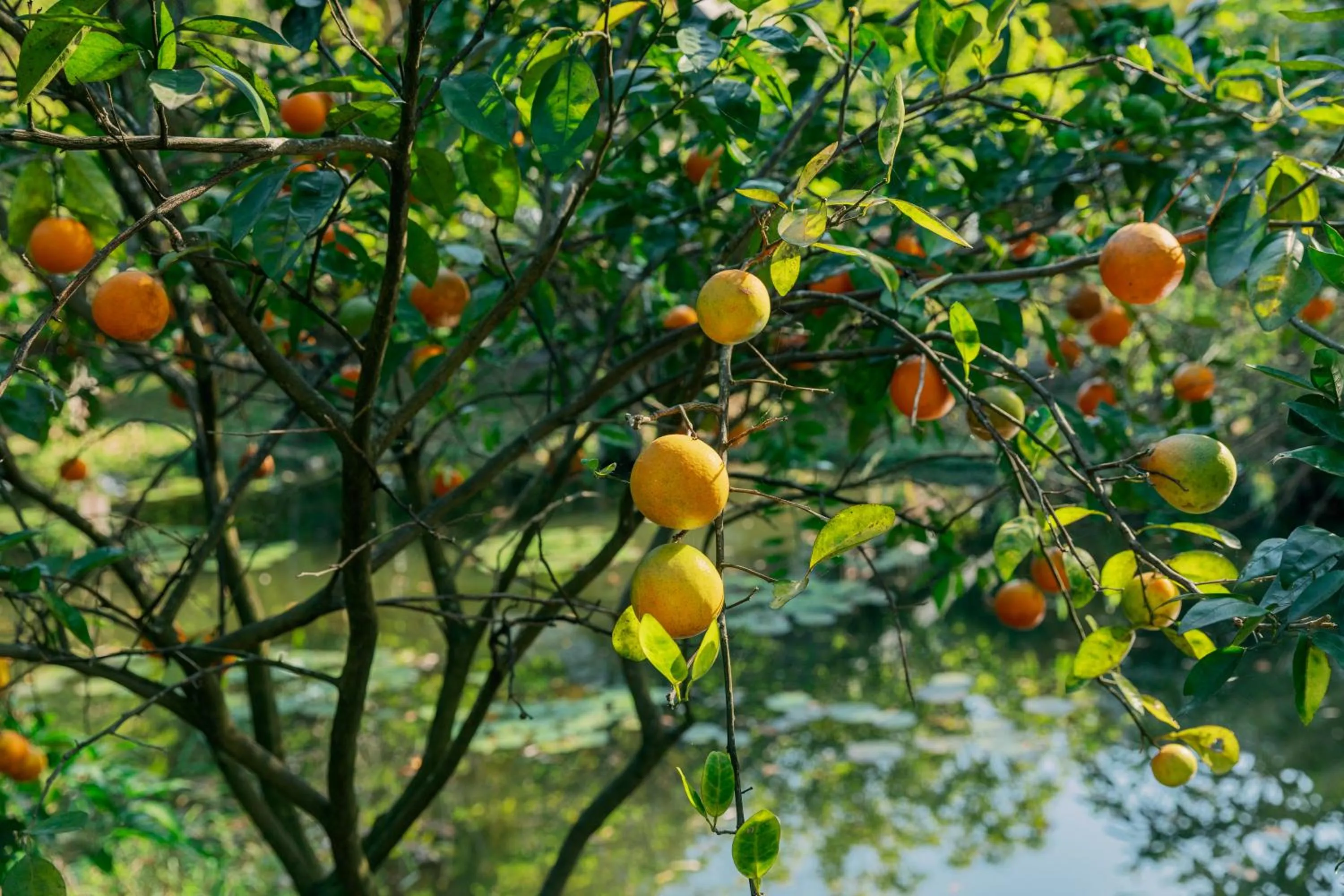 Garden in Green Forest Villa