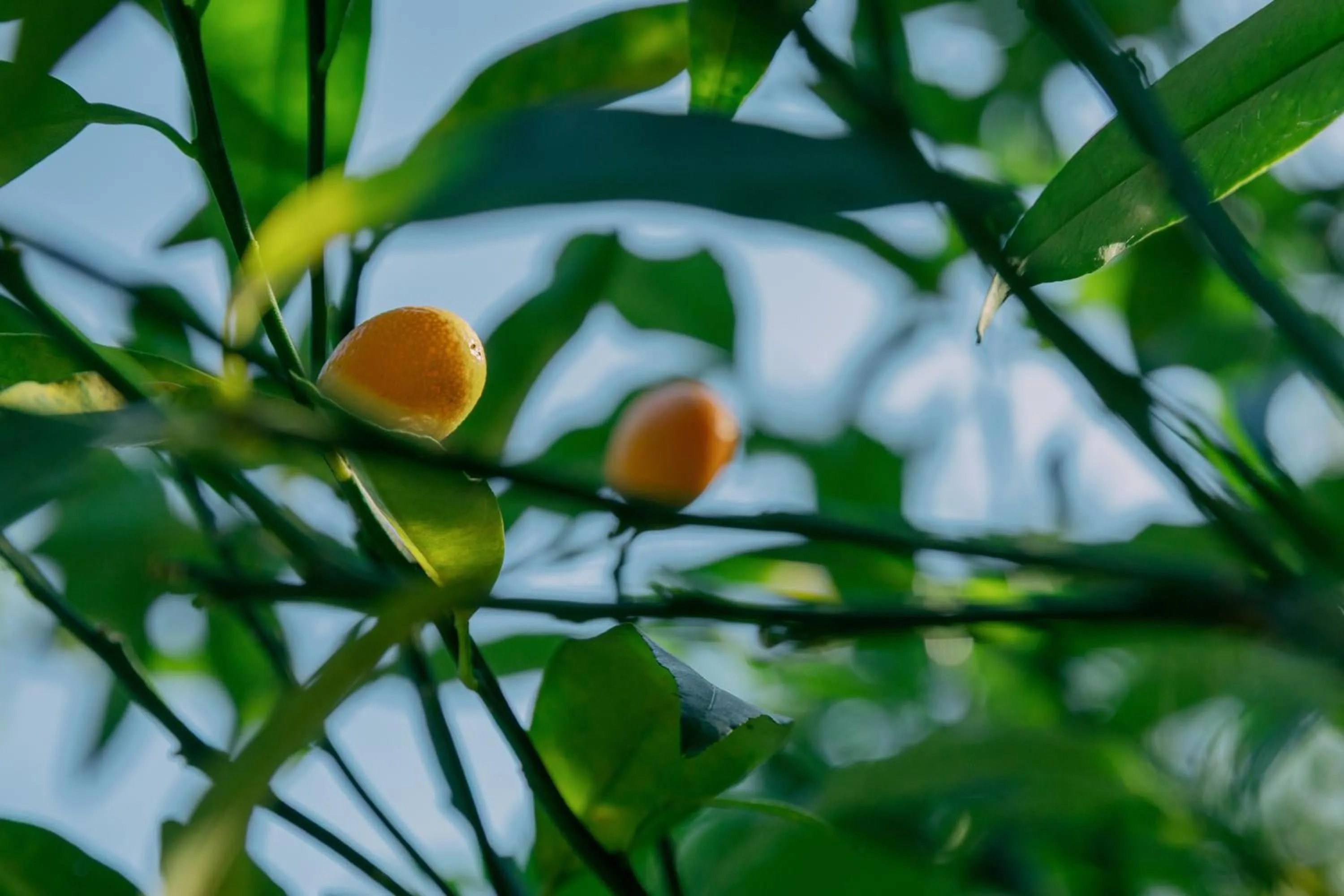 Day in Green Forest Villa