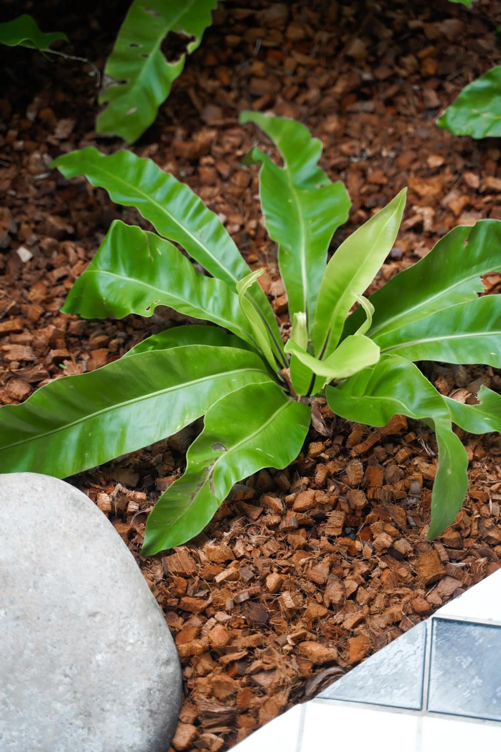 Best Western Chaweng Samui