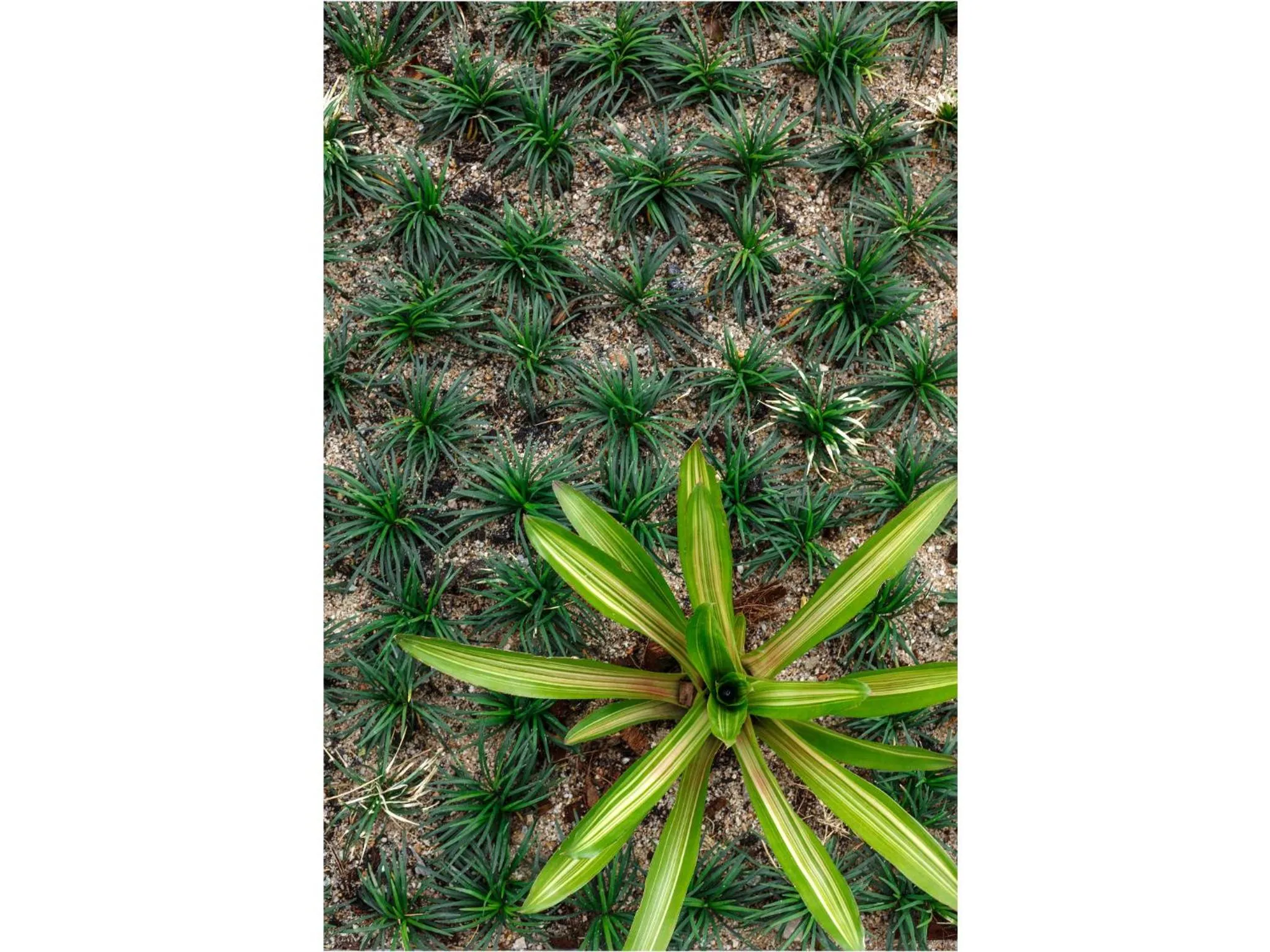 Natural landscape in Madera Residence Sriracha