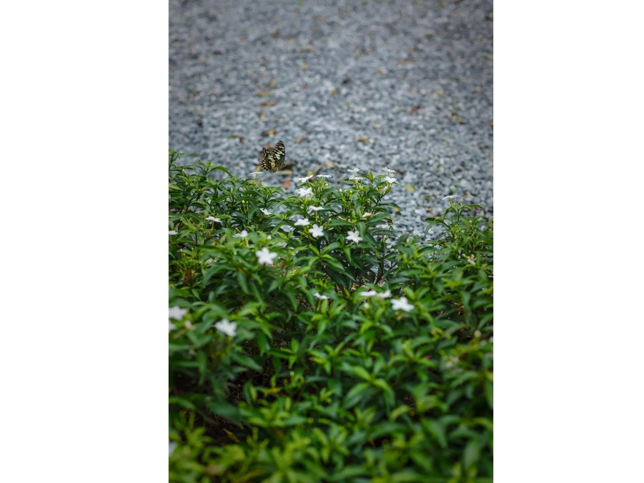 Natural landscape in Madera Residence Sriracha