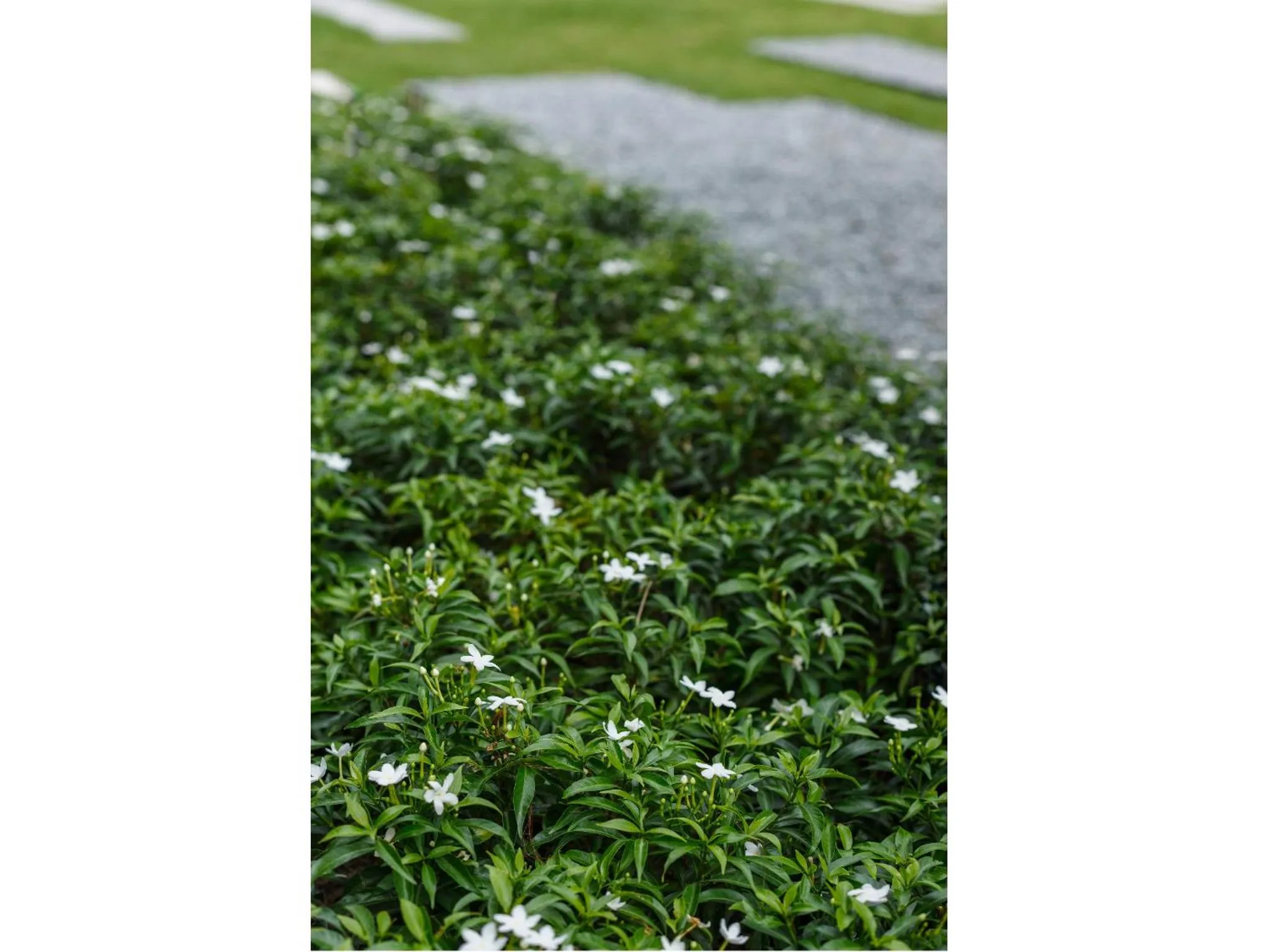 Natural landscape in Madera Residence Sriracha