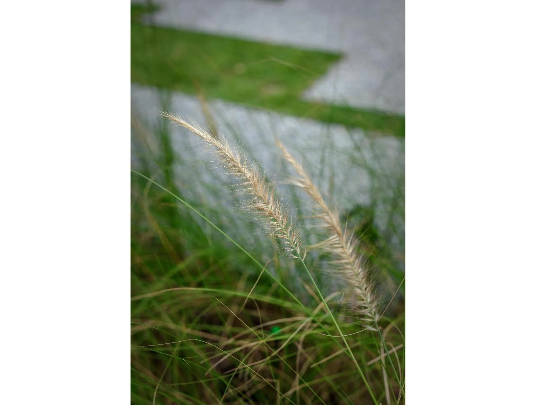 Natural landscape in Madera Residence Sriracha