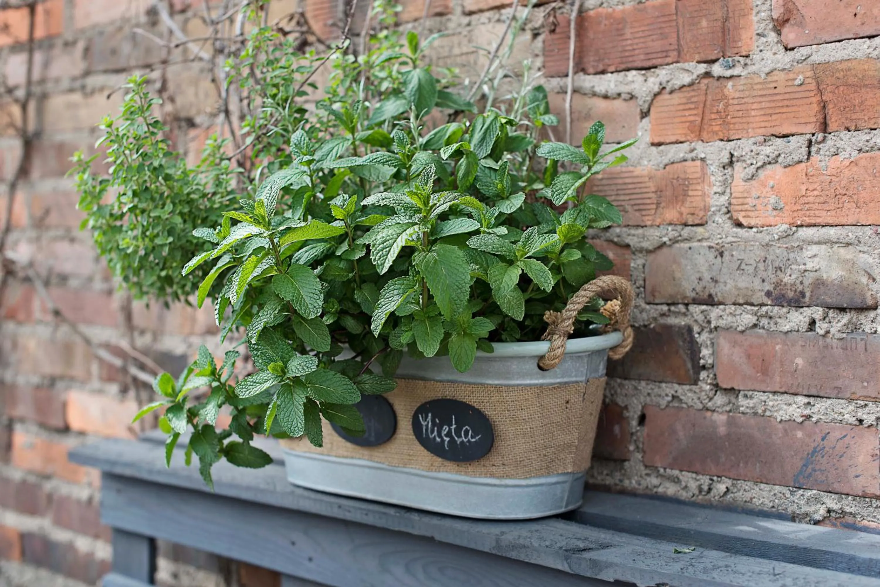 Balcony/Terrace in Hostel Azymut