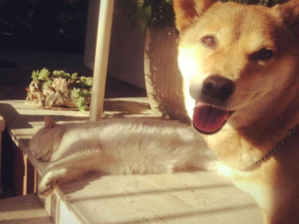 Pets in Hotel Beverly