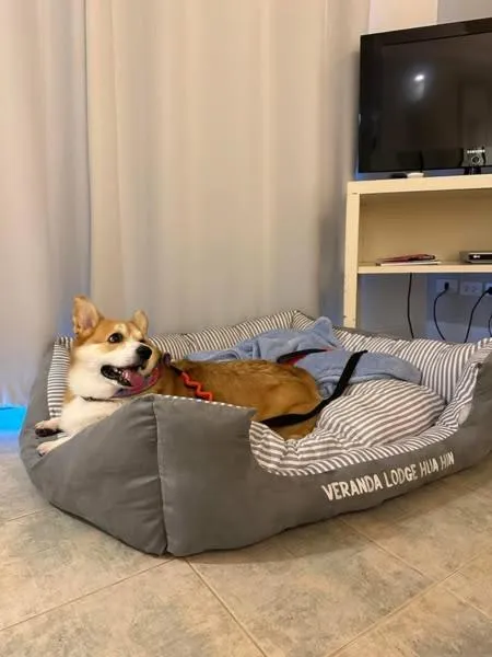 pet friendly in Veranda Lodge