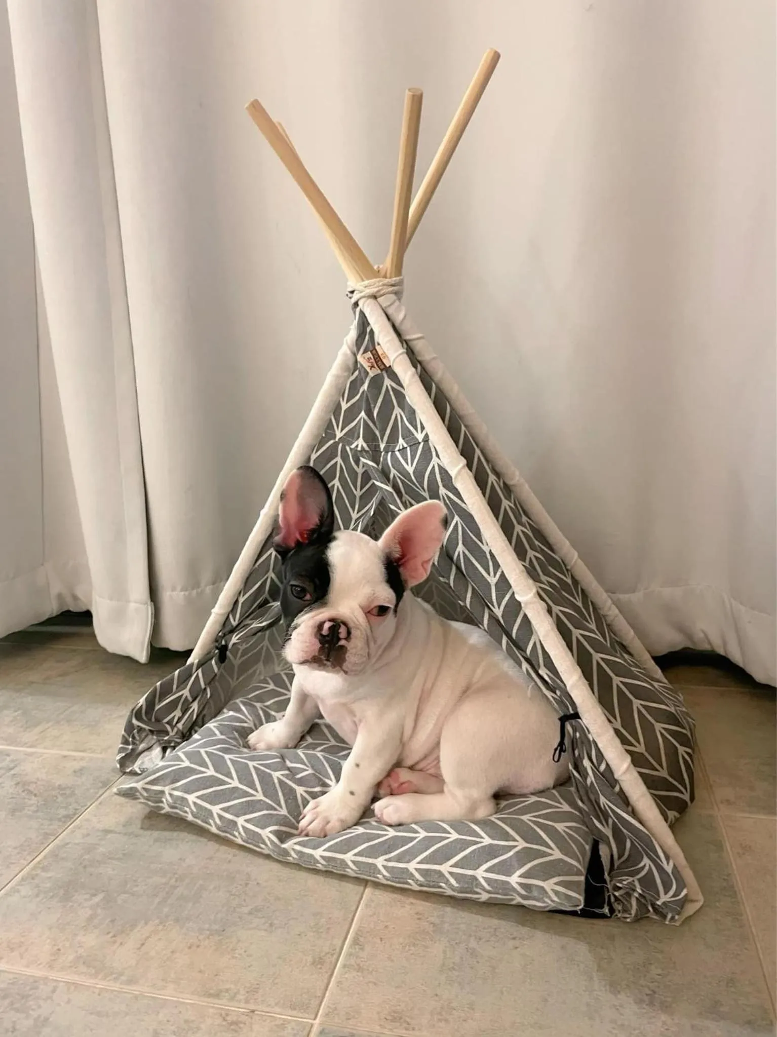 pet friendly in Veranda Lodge