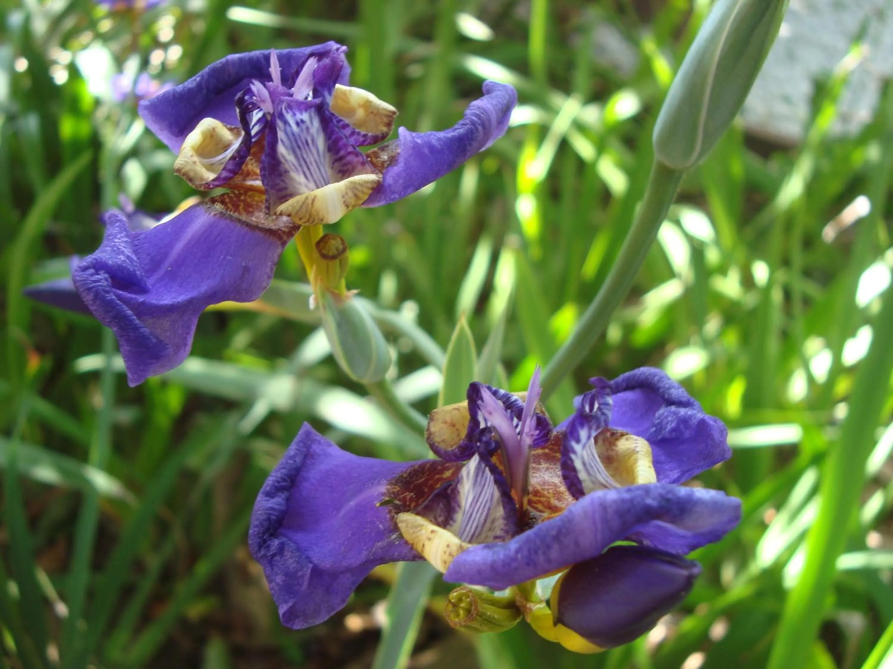 Garden in Pousada Vila Tamarindo Eco Lodge