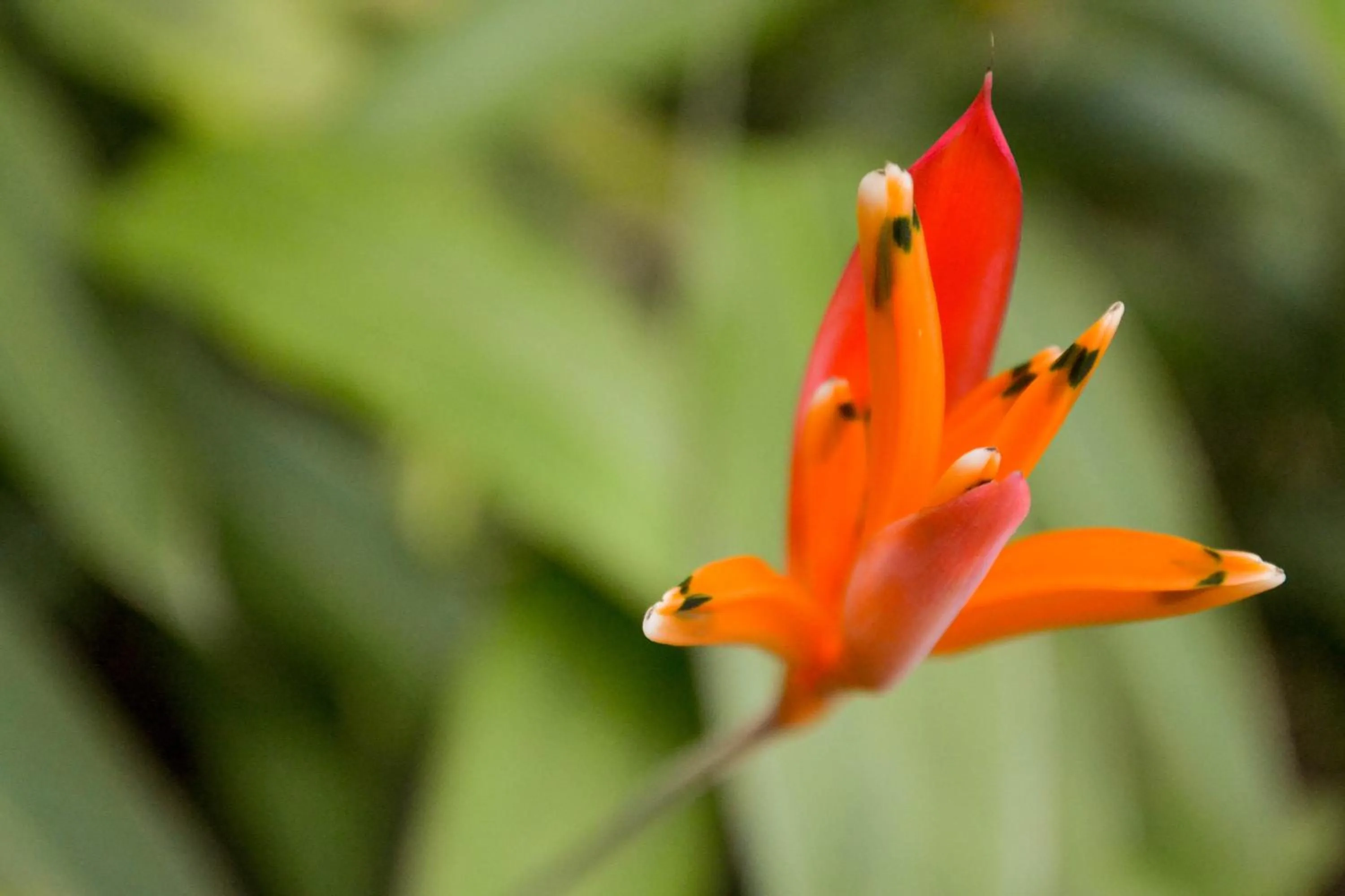 Garden in Pousada Vila Tamarindo Eco Lodge