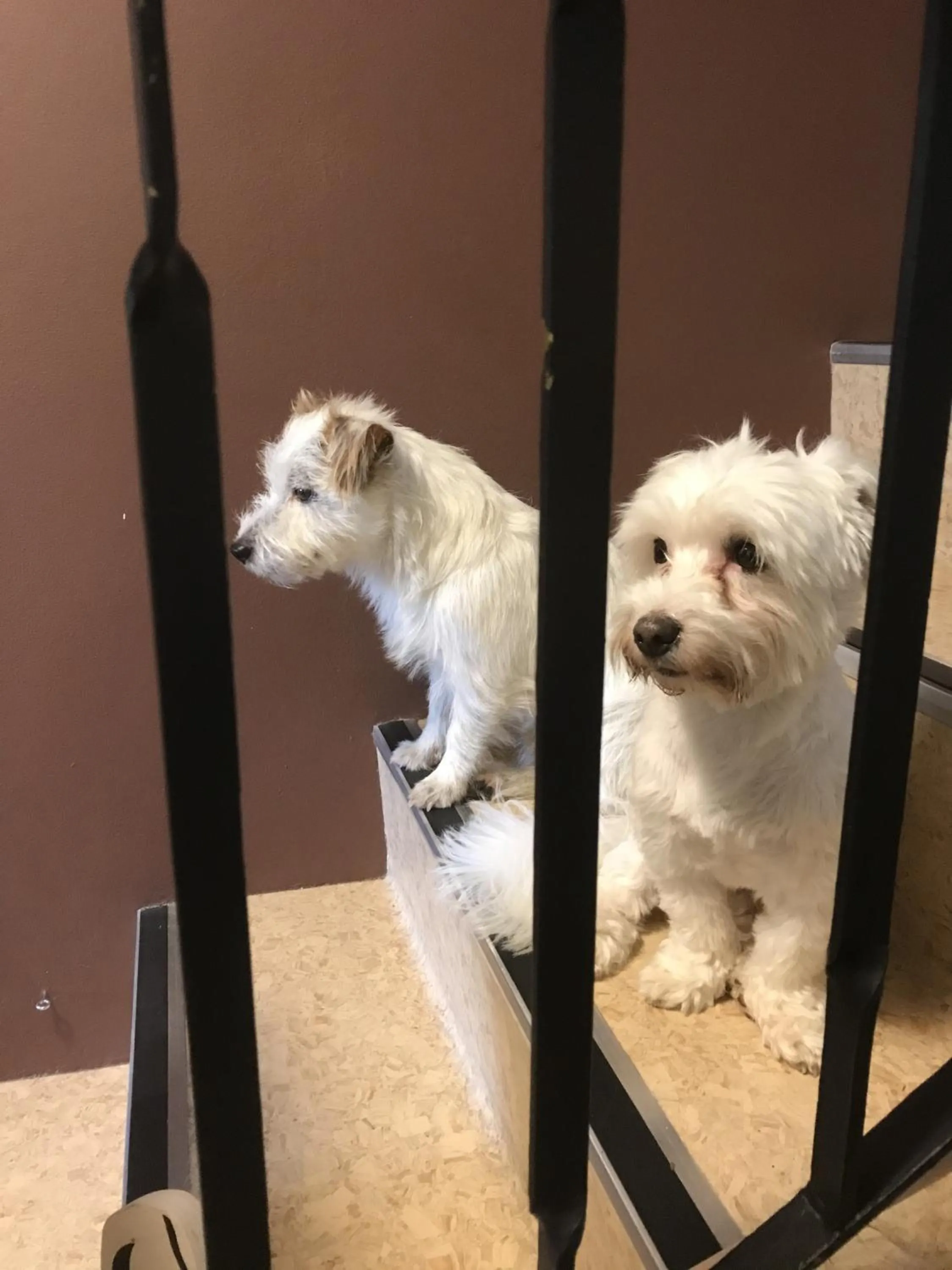 Animals in Vallakot Farm Guesthouse