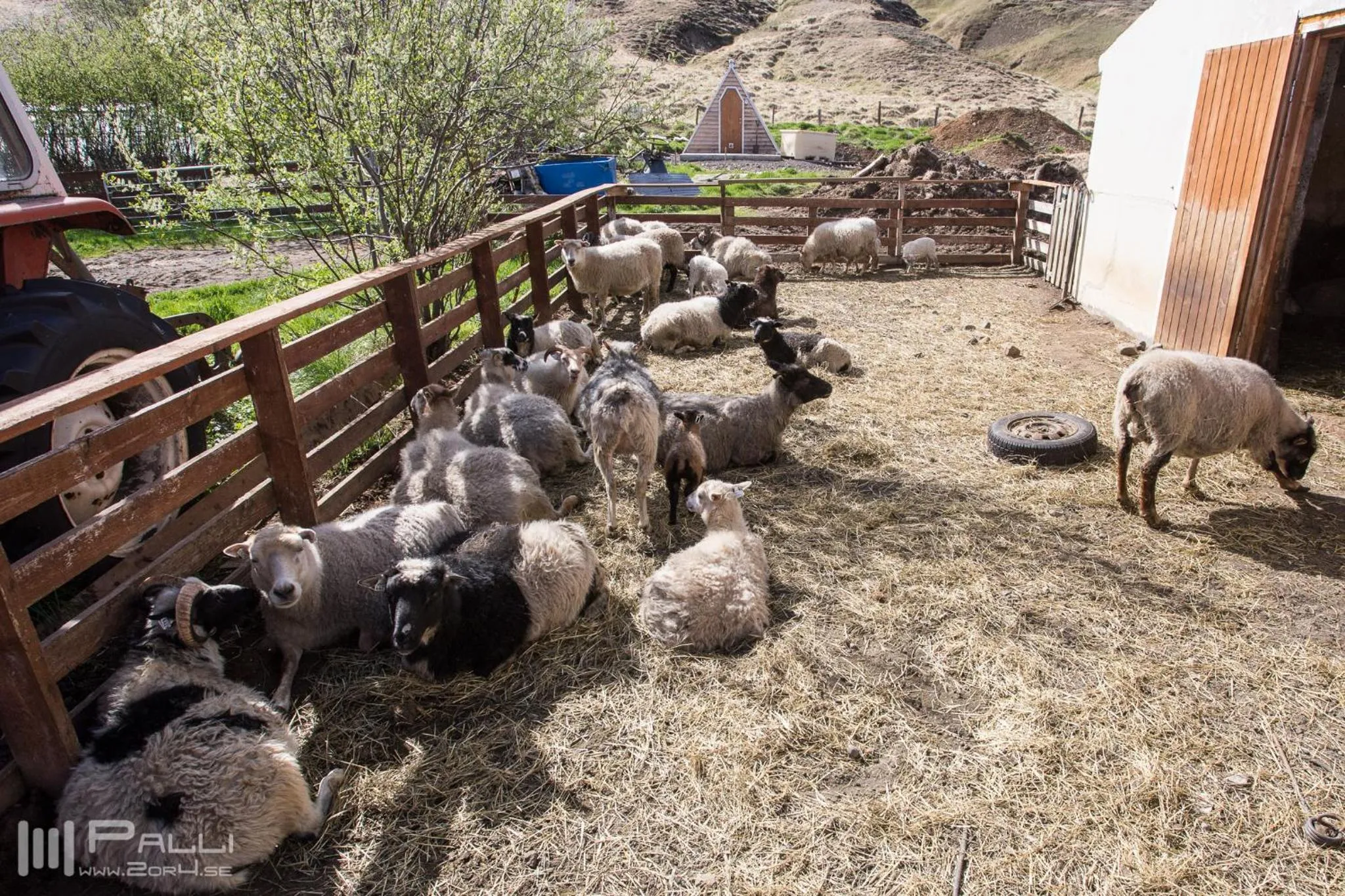 Animals in Vallakot Farm Guesthouse