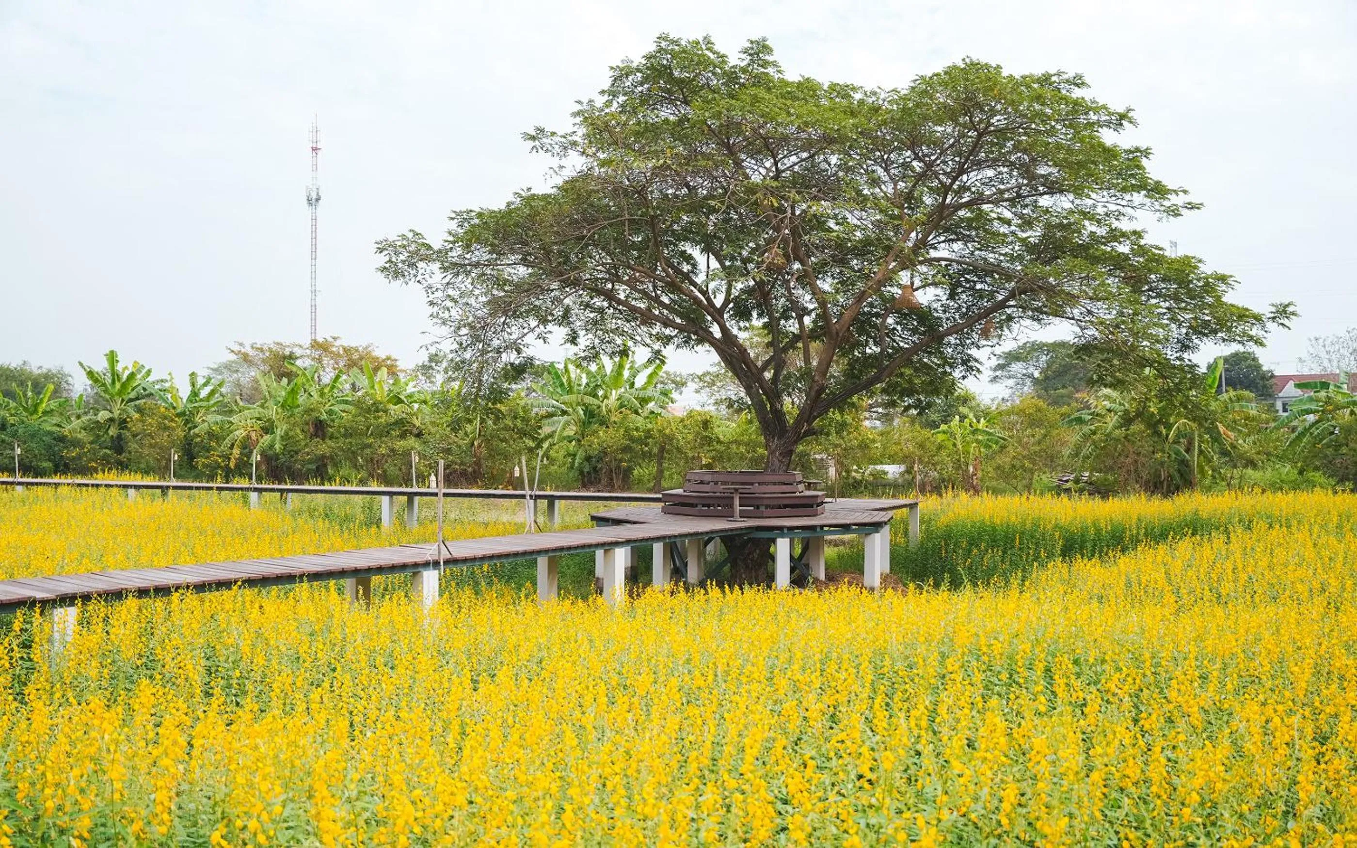 Garden in Lima Hotel