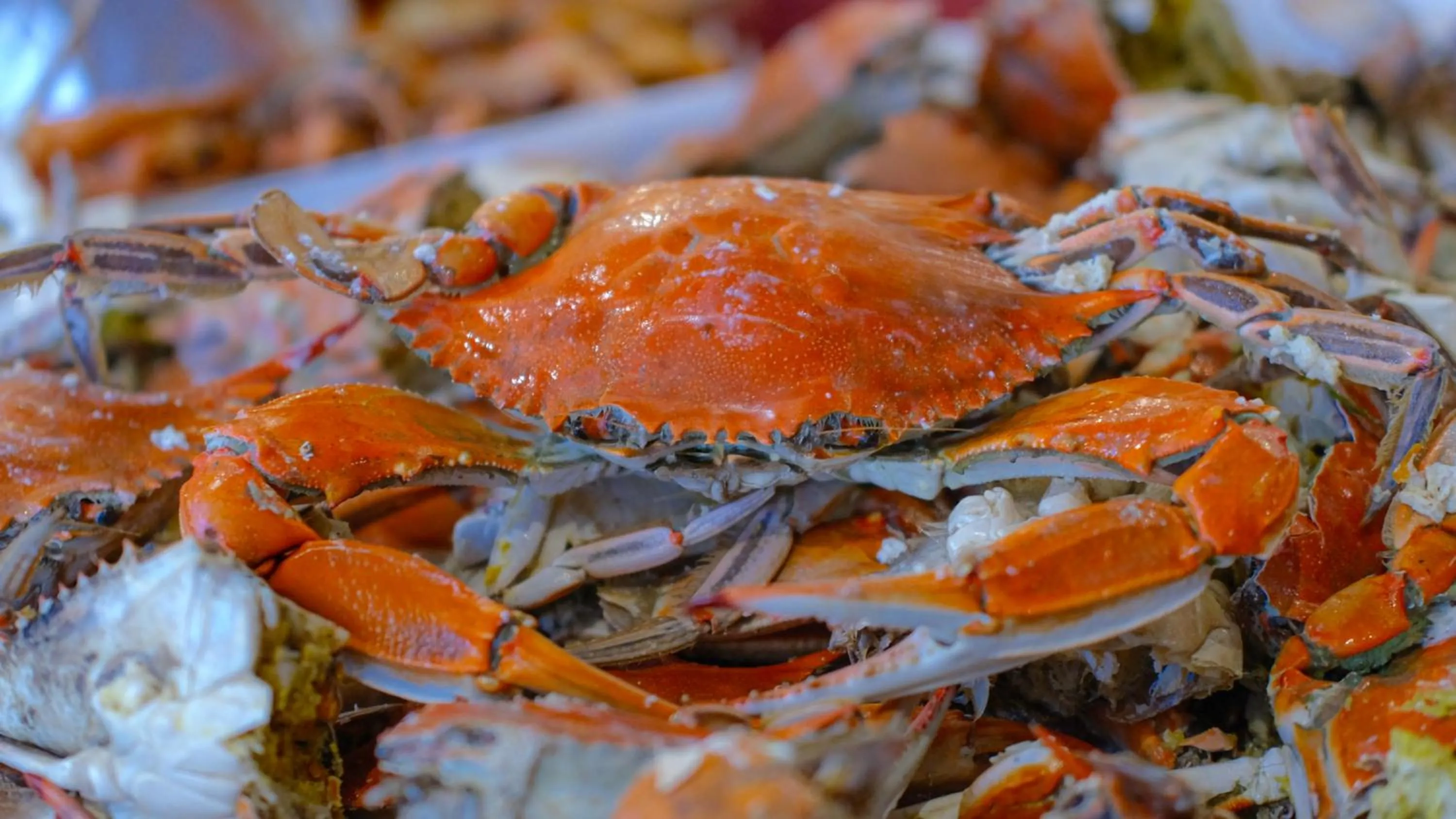 Food in Side Village Family Suite - All Inclusive