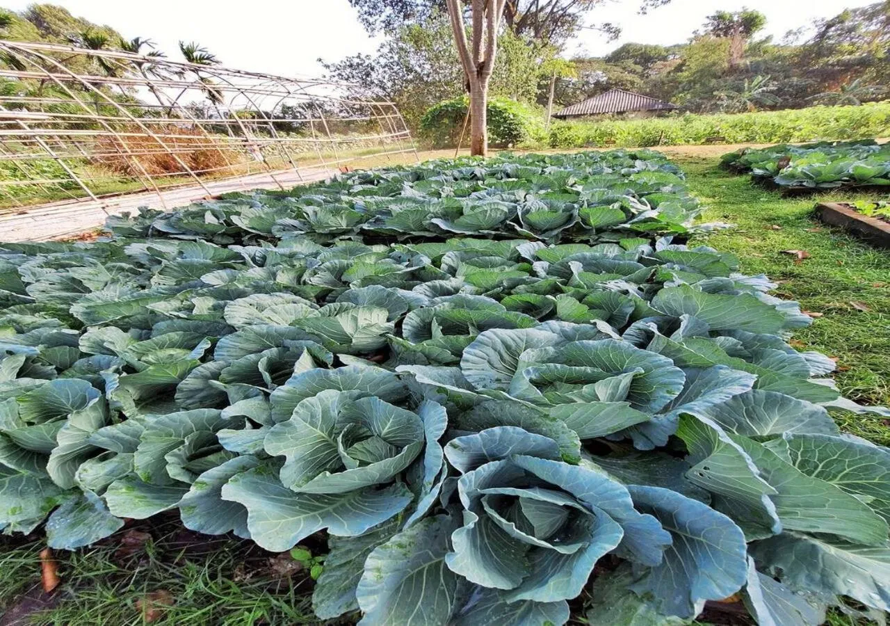 Garden in Supalai Pasak Resort Hotel And Spa