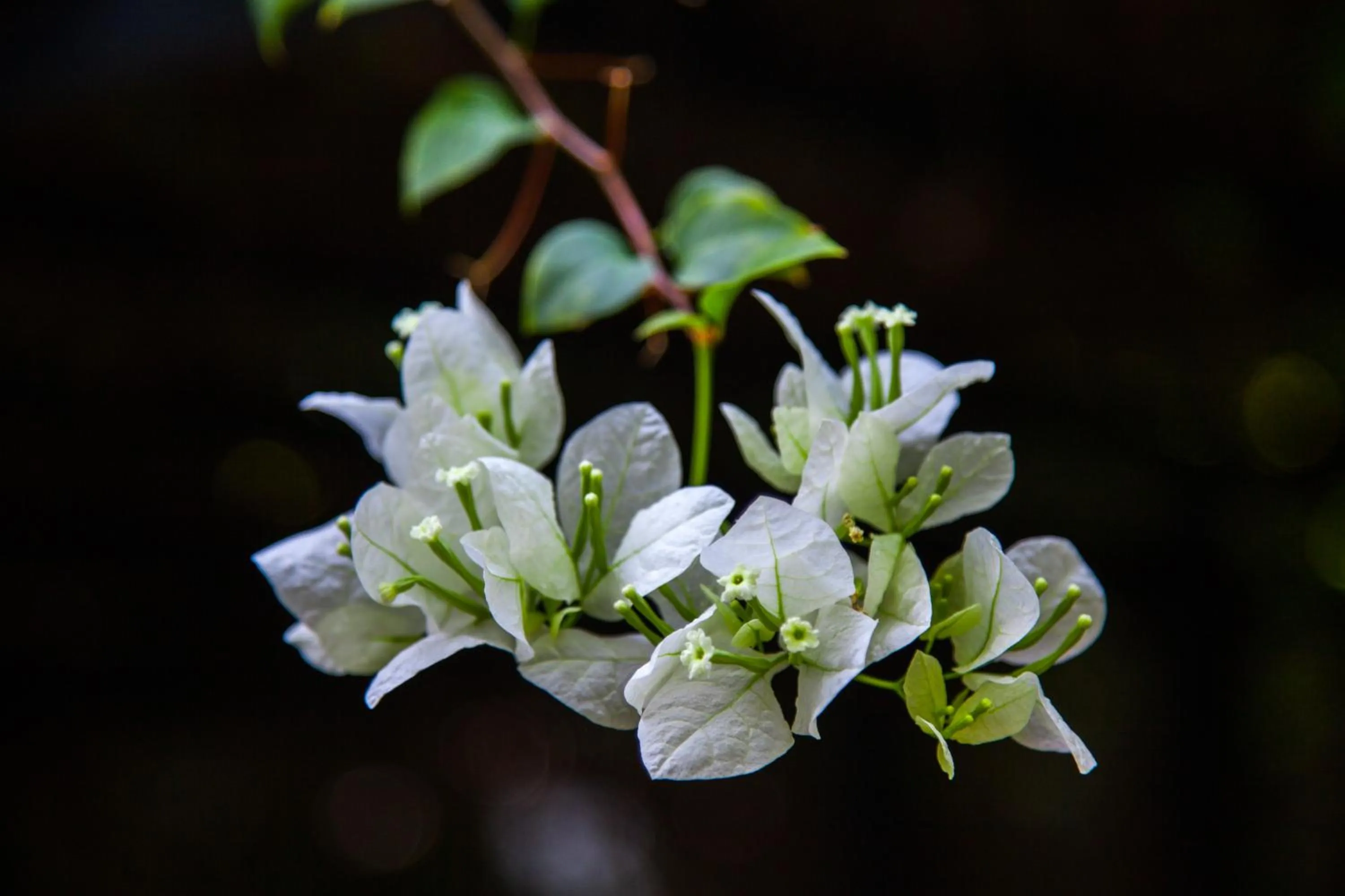 Garden in Tropica Bungalow Beach Hotel