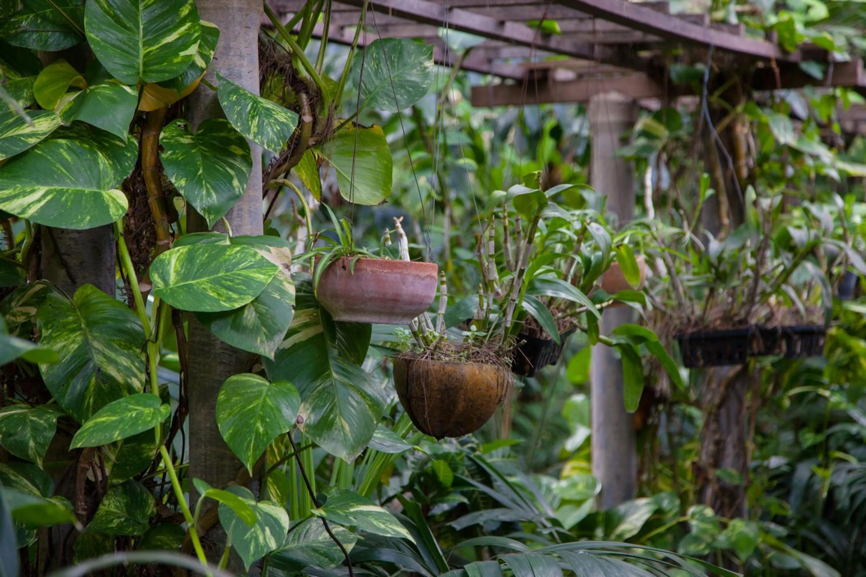 Garden view in Tropica Bungalow Beach Hotel