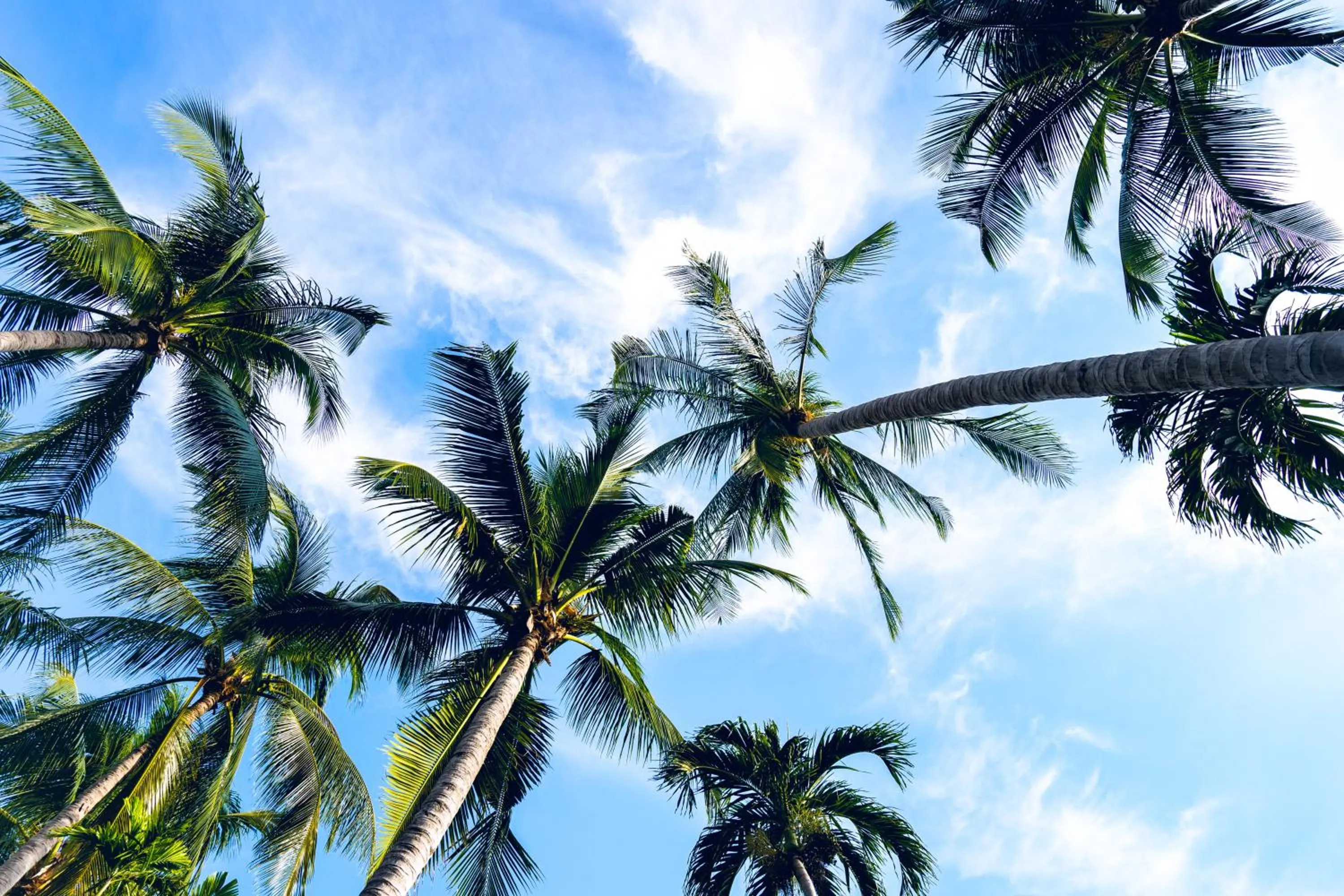 Garden in Chaweng Buri Resort