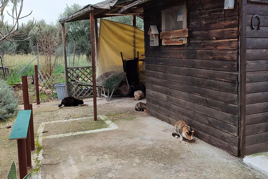 Socrates Organic Village - Wild Olive