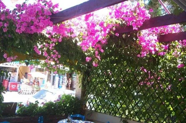 Restaurant/places to eat in Hostel Stylianos Kissamos