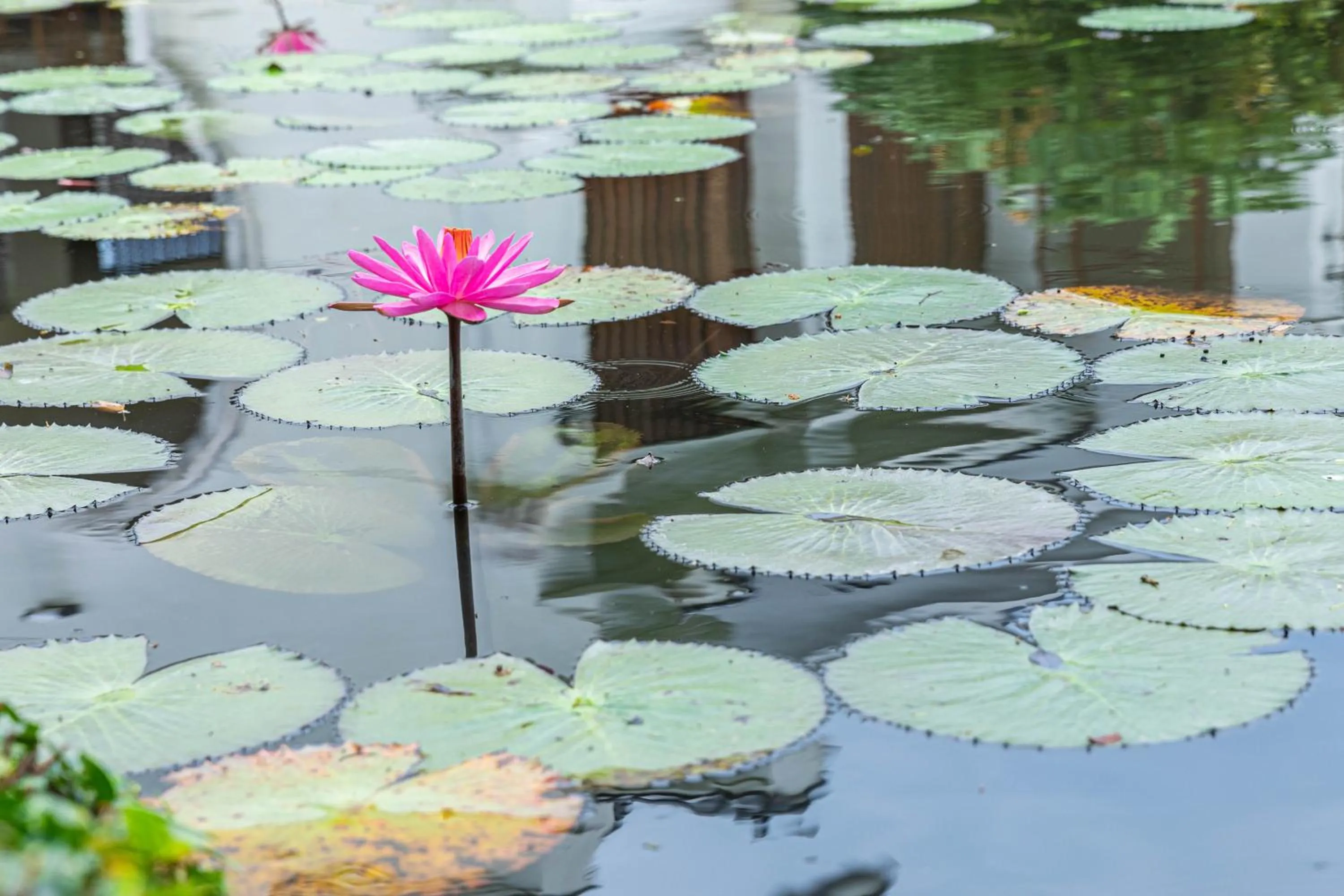 Garden in Hualien Toongmao Resort