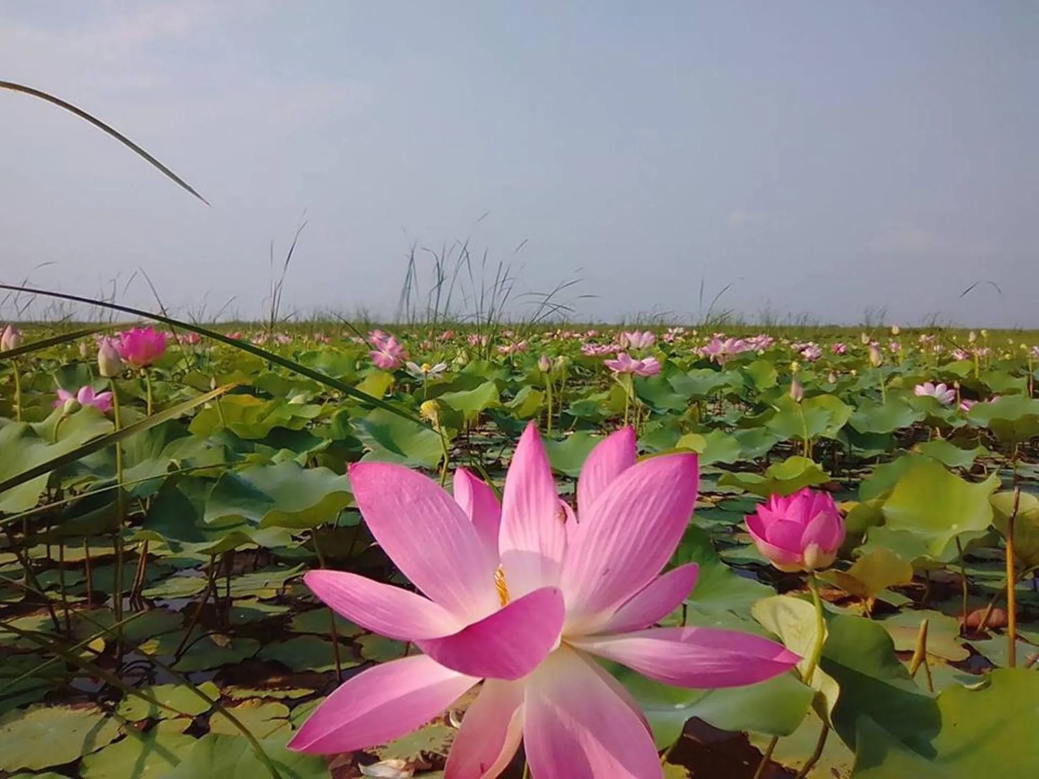 Activities in Lungcha Homestay