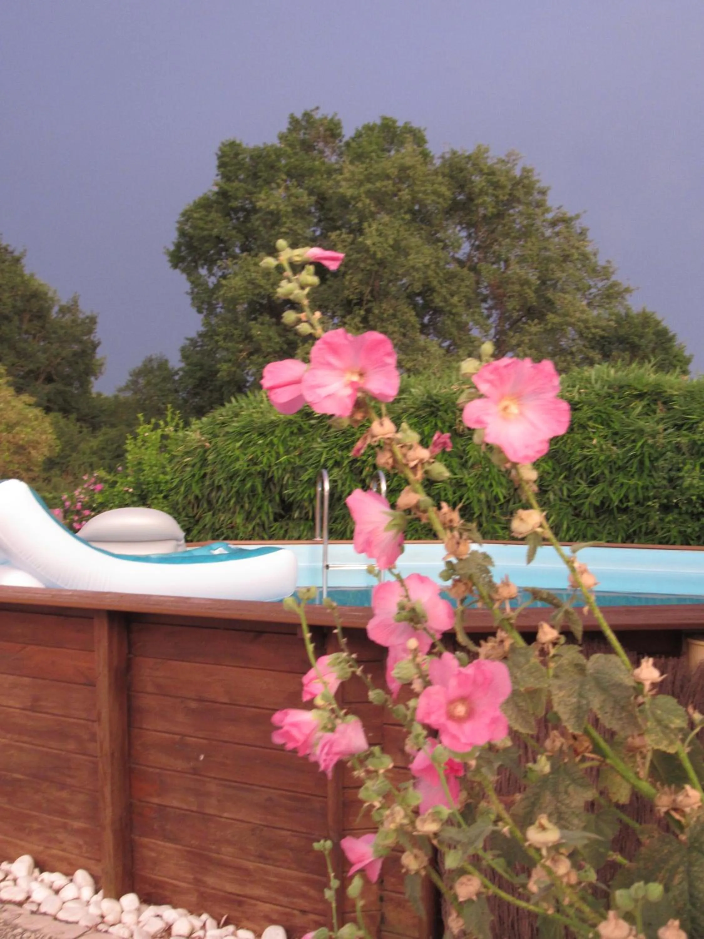 Day in The Wild Seeds