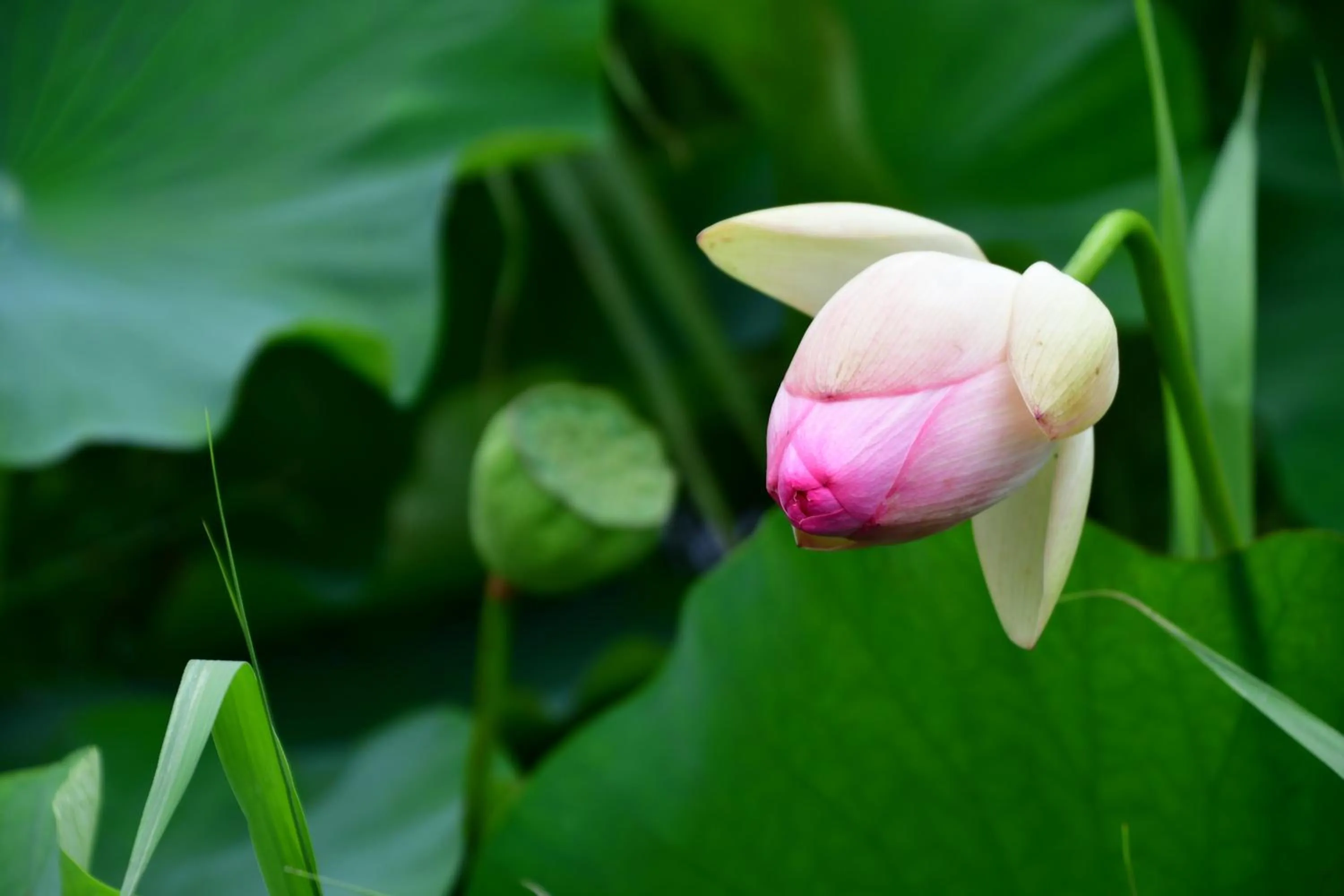 Nearby landmark in Nogodan Guesthouse and Hotel