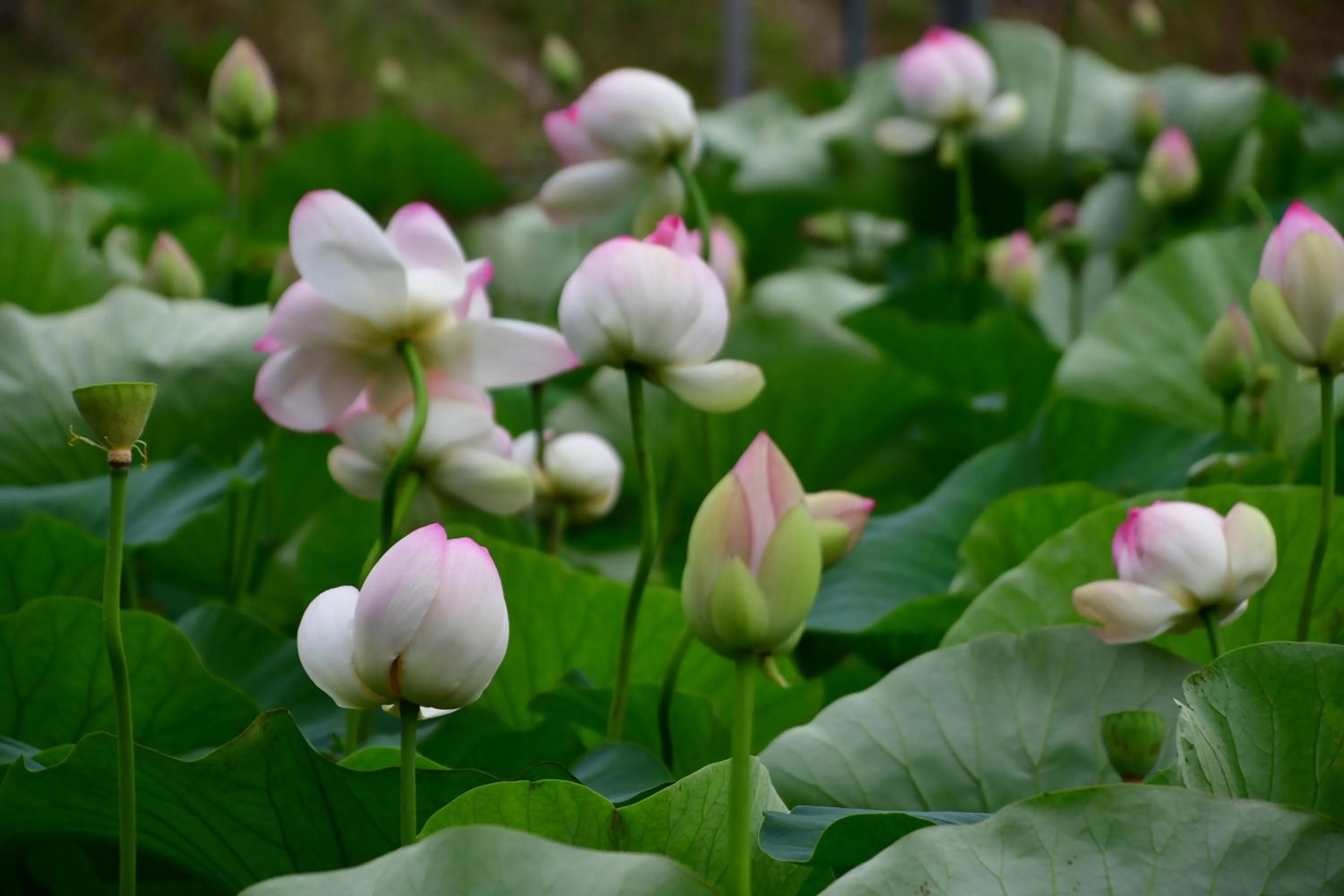 Off site in Nogodan Guesthouse and Hotel