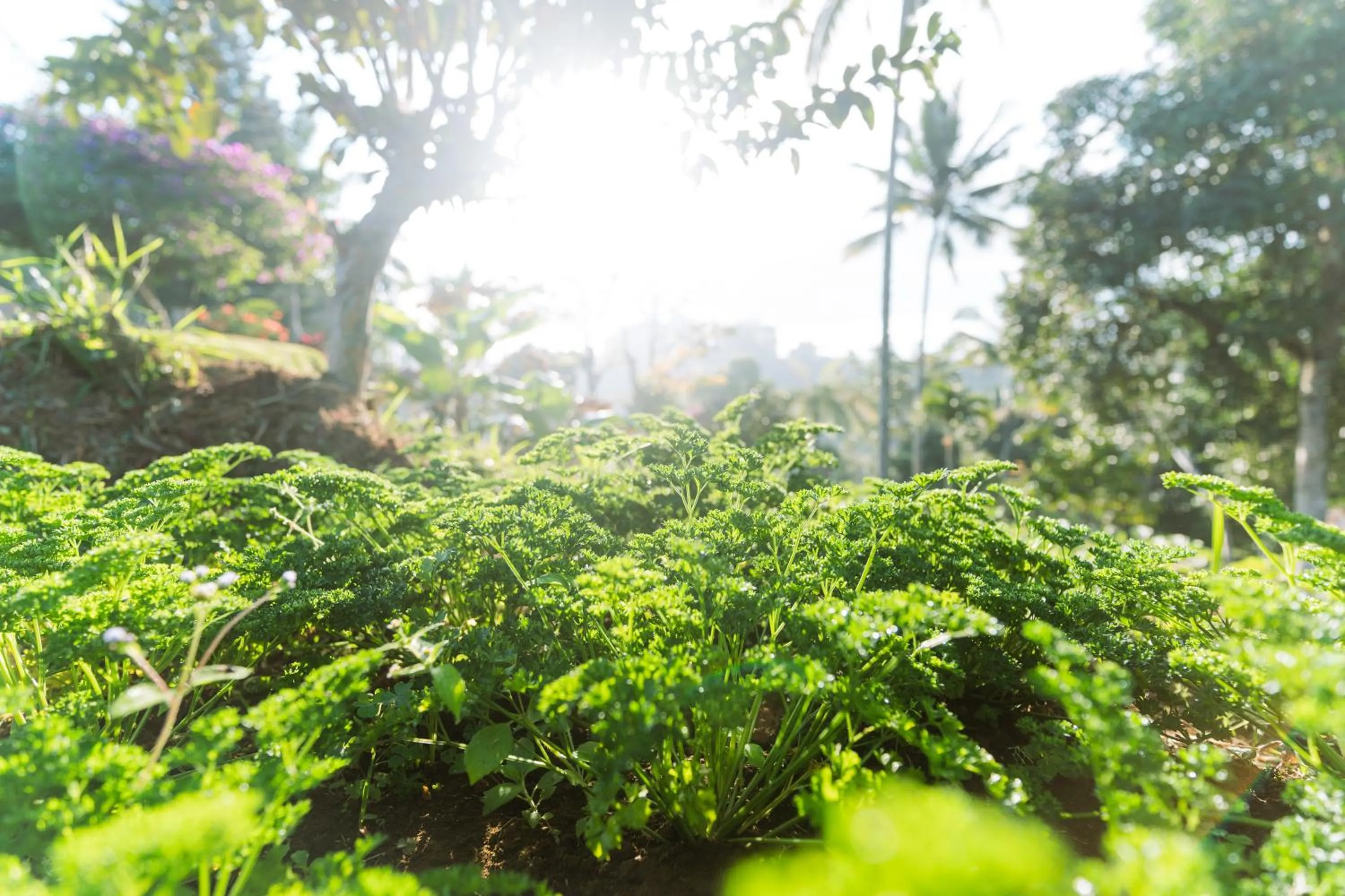 Garden view in Bagus Jati Health & Wellbeing Retreat