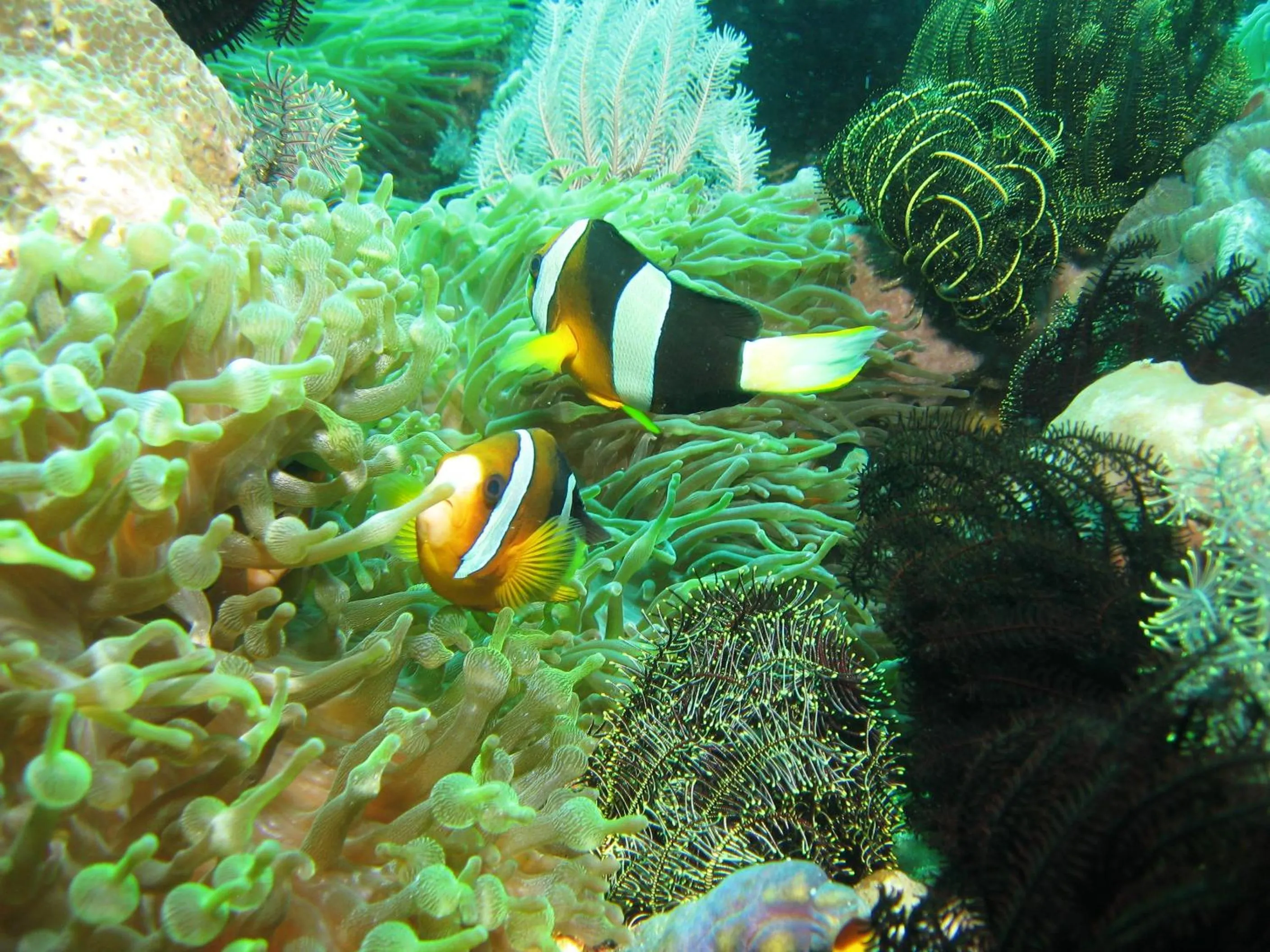 Diving in Puri Bagus Candidasa