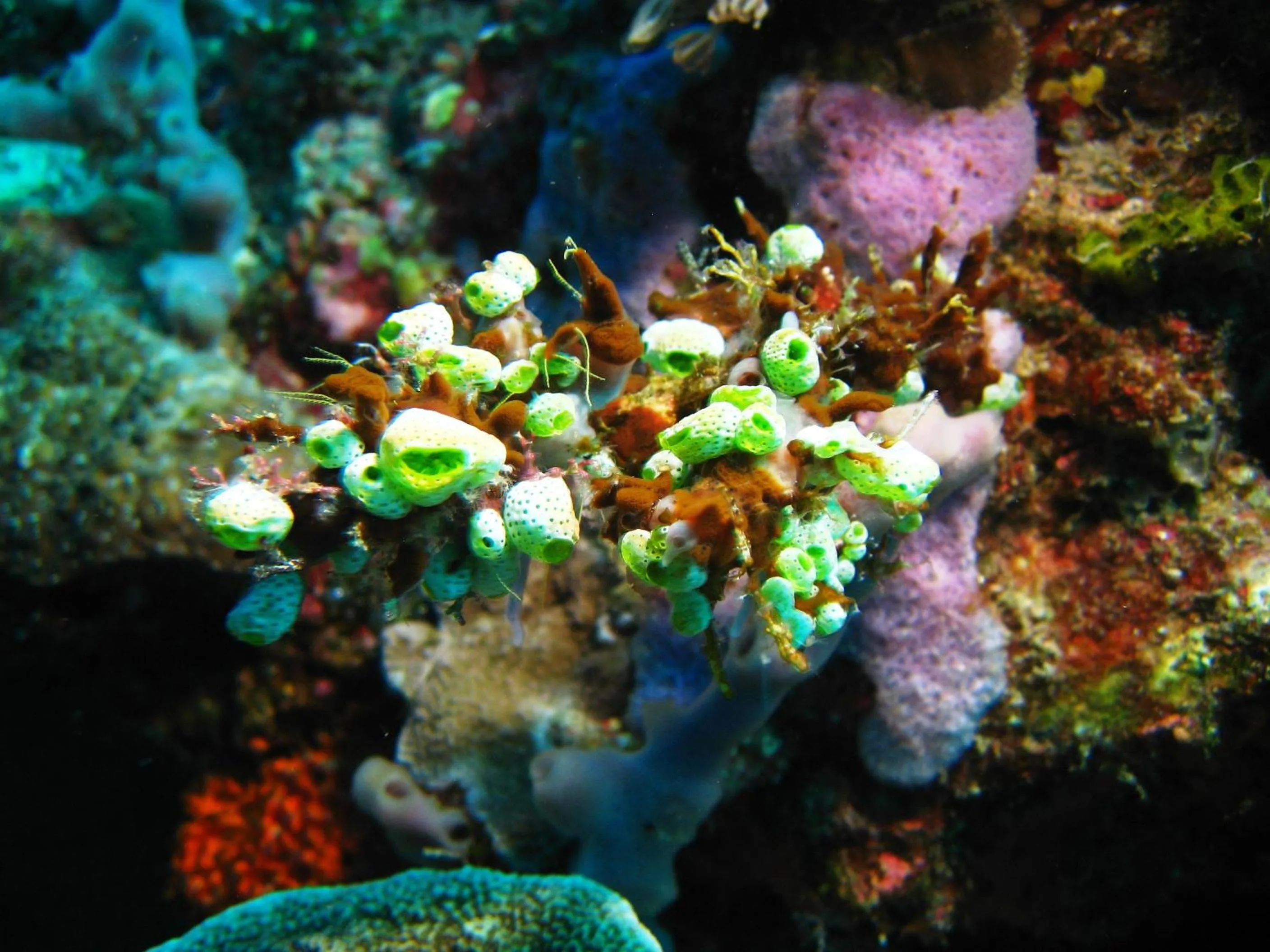 Diving in Puri Bagus Candidasa