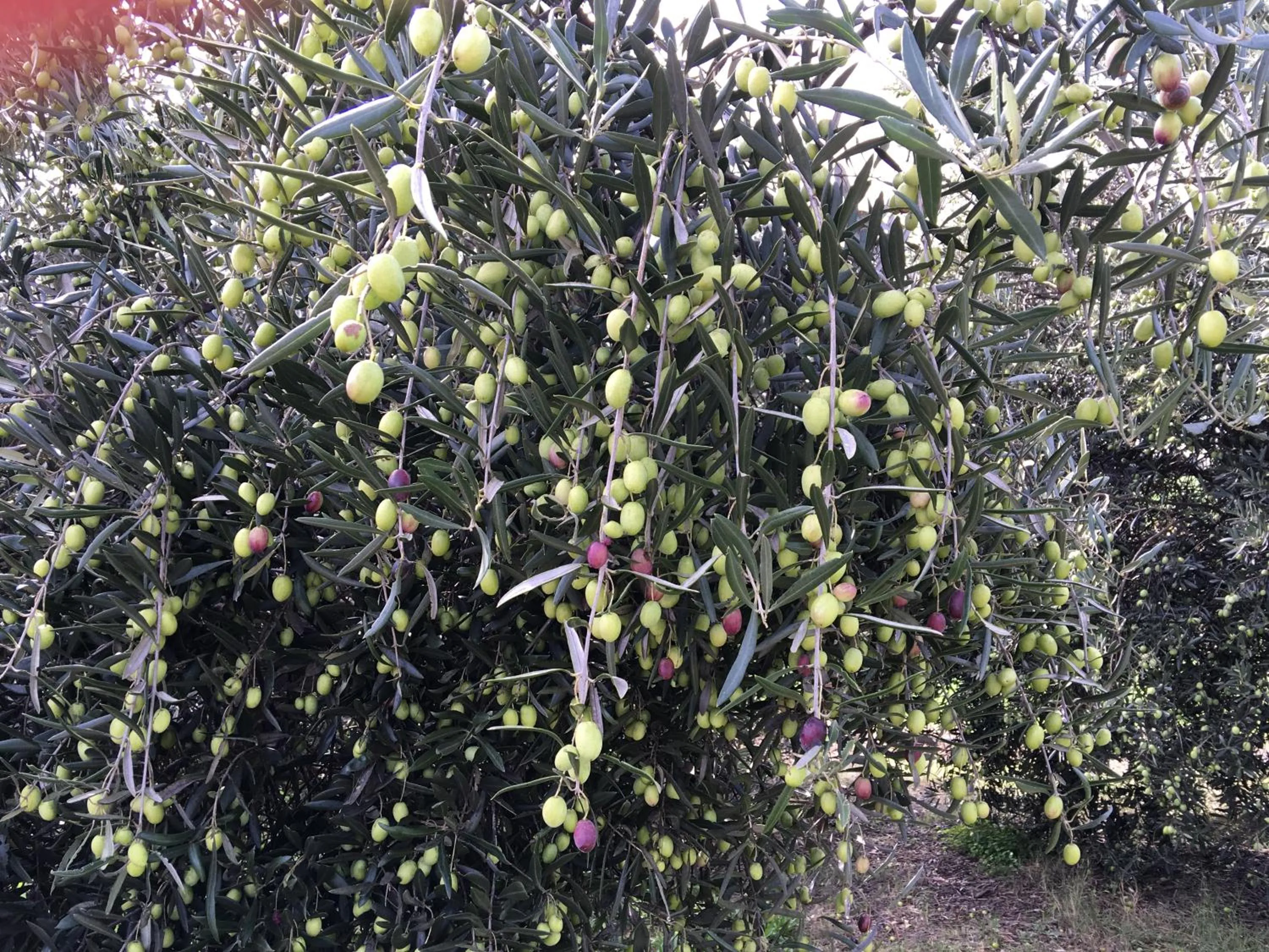 Other in Rickaty on Blackwood