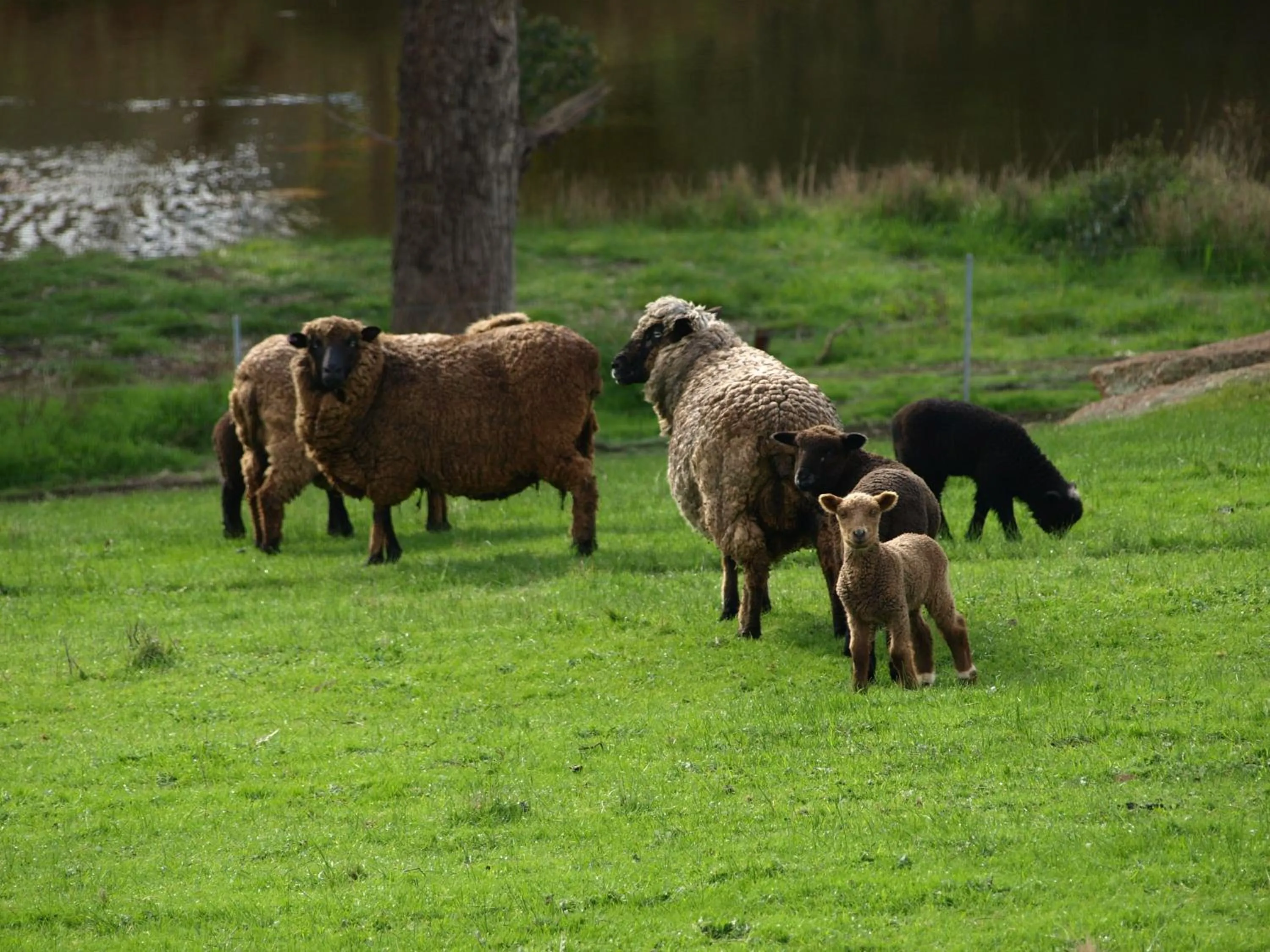 Animals in Rickaty on Blackwood